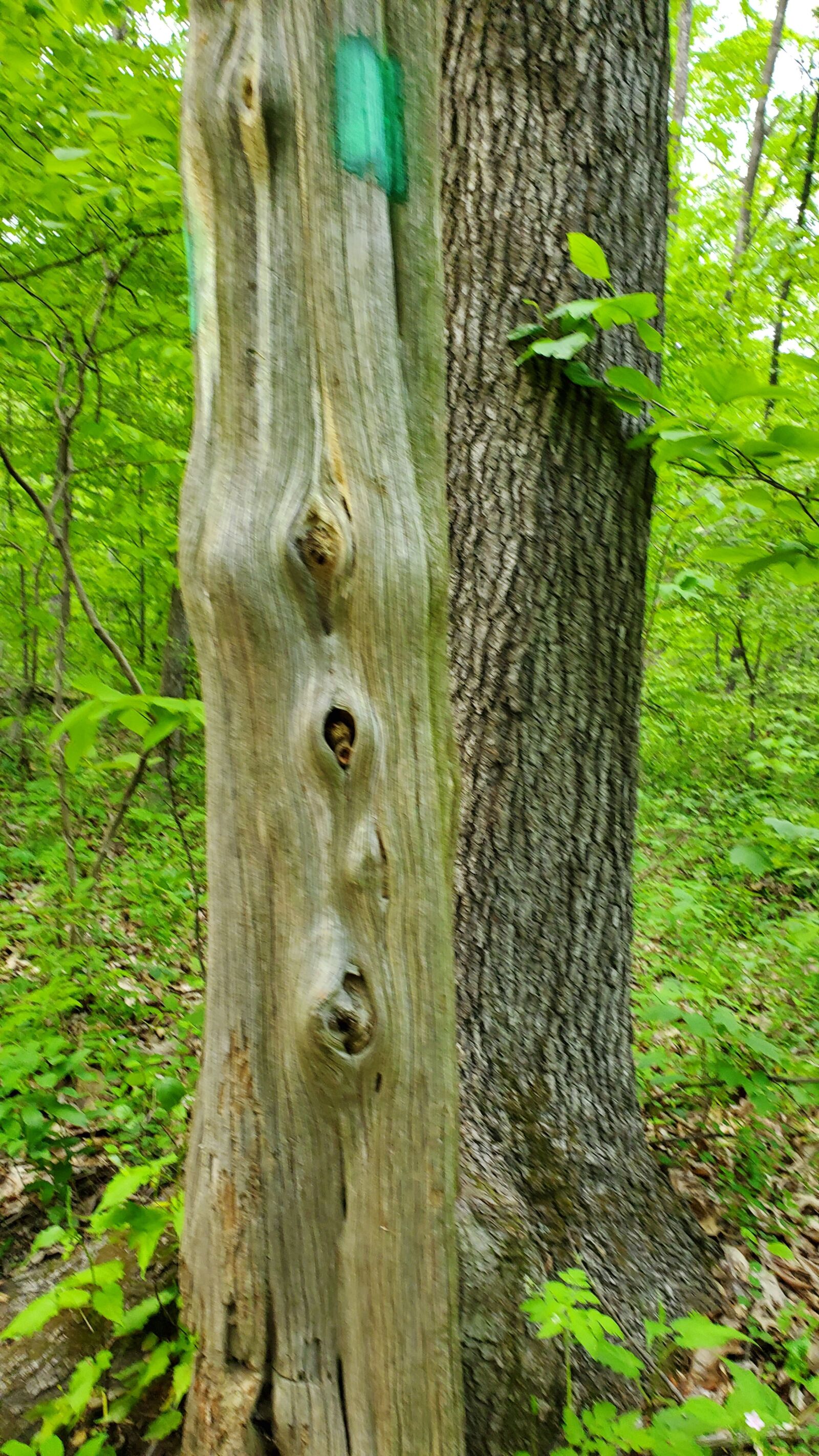 Samsung Galaxy S10 sample photo. Tree, bark, woods photography