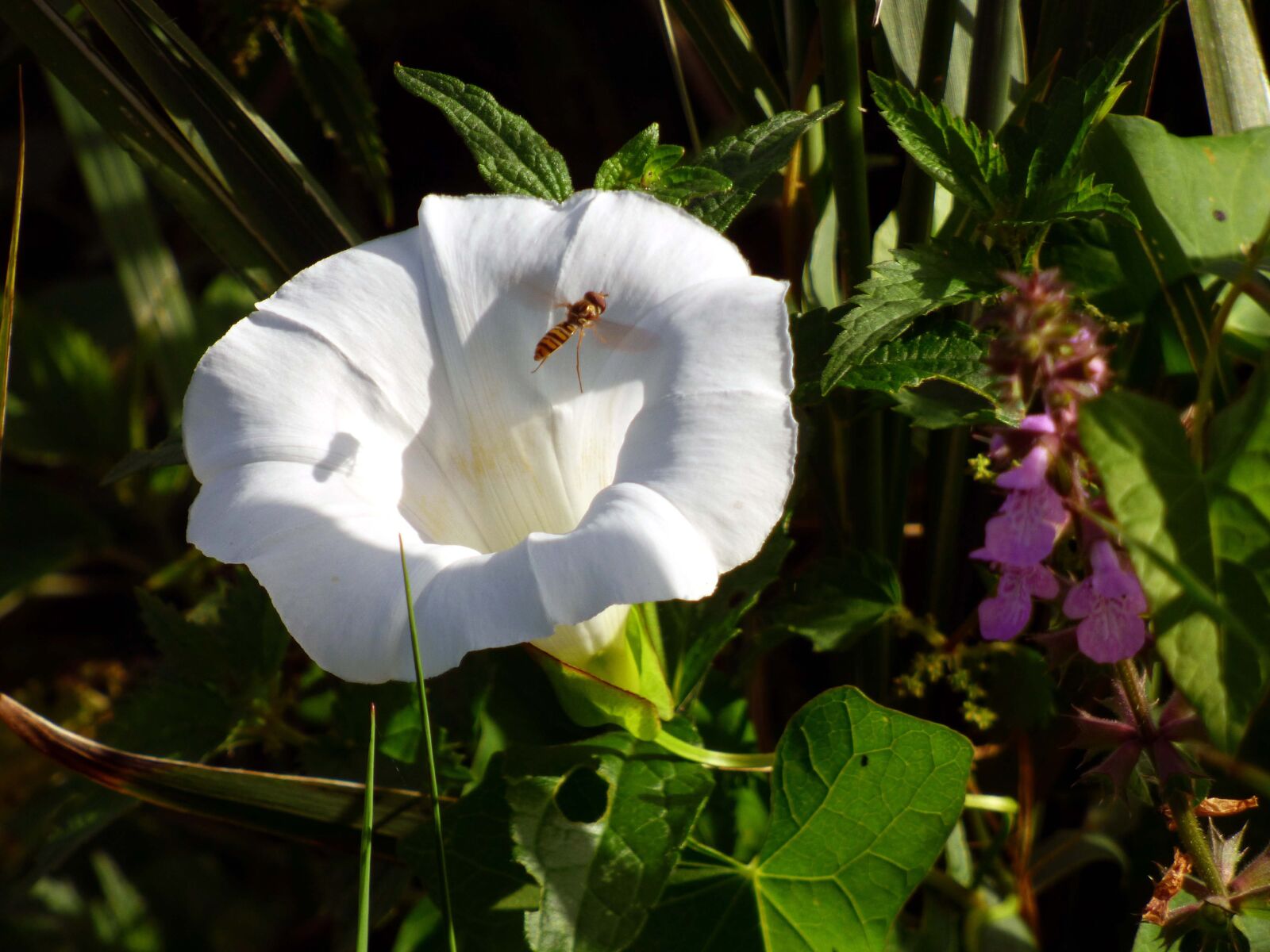 Panasonic DMC-FZ72 sample photo. Flower, white, insect photography