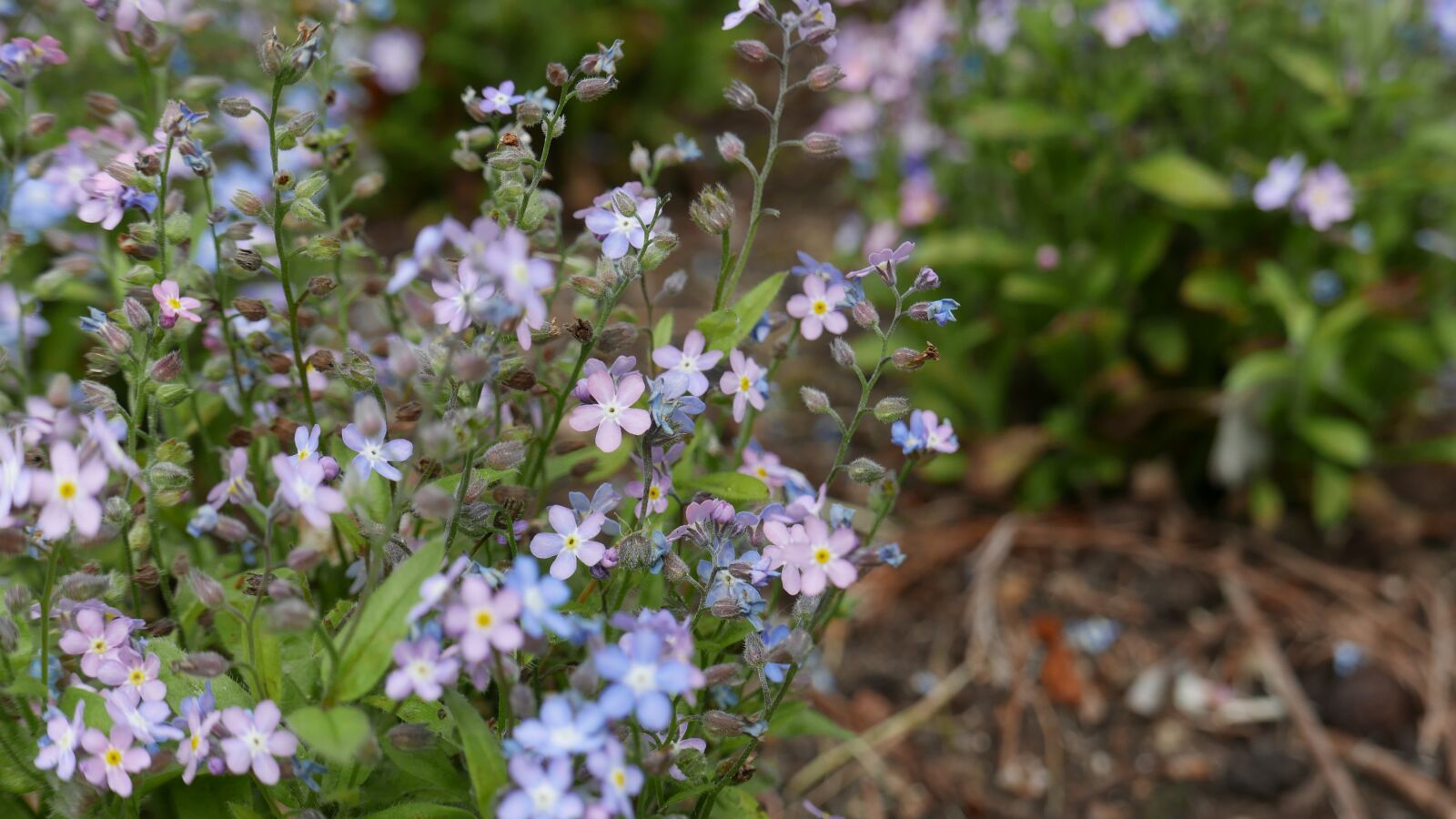 Panasonic Lumix DMC-LX100 sample photo. Flowers, nature, plants photography