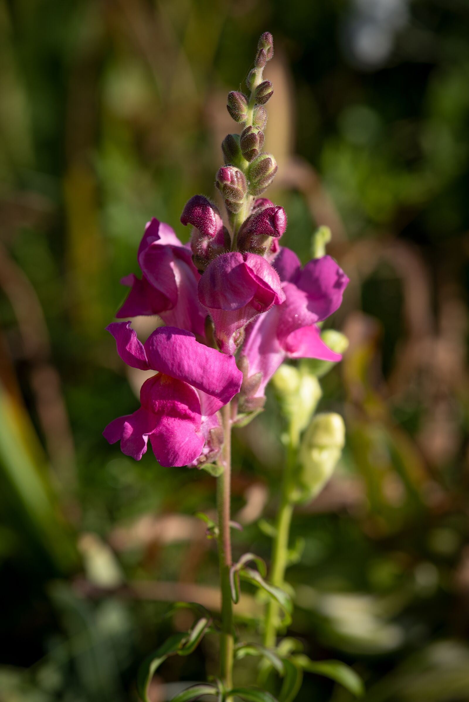 Nikon D750 sample photo. Flower, blossom, bloom photography