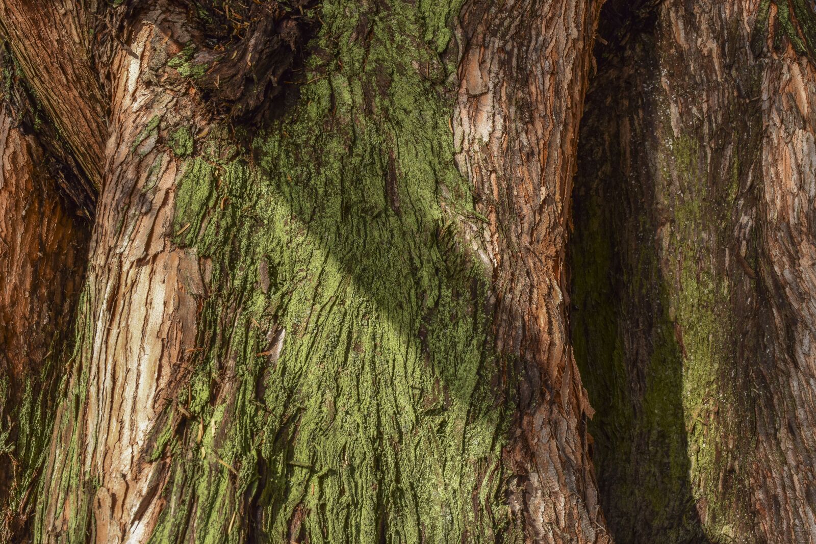 Nikon D3300 sample photo. Tree, bark, nature photography