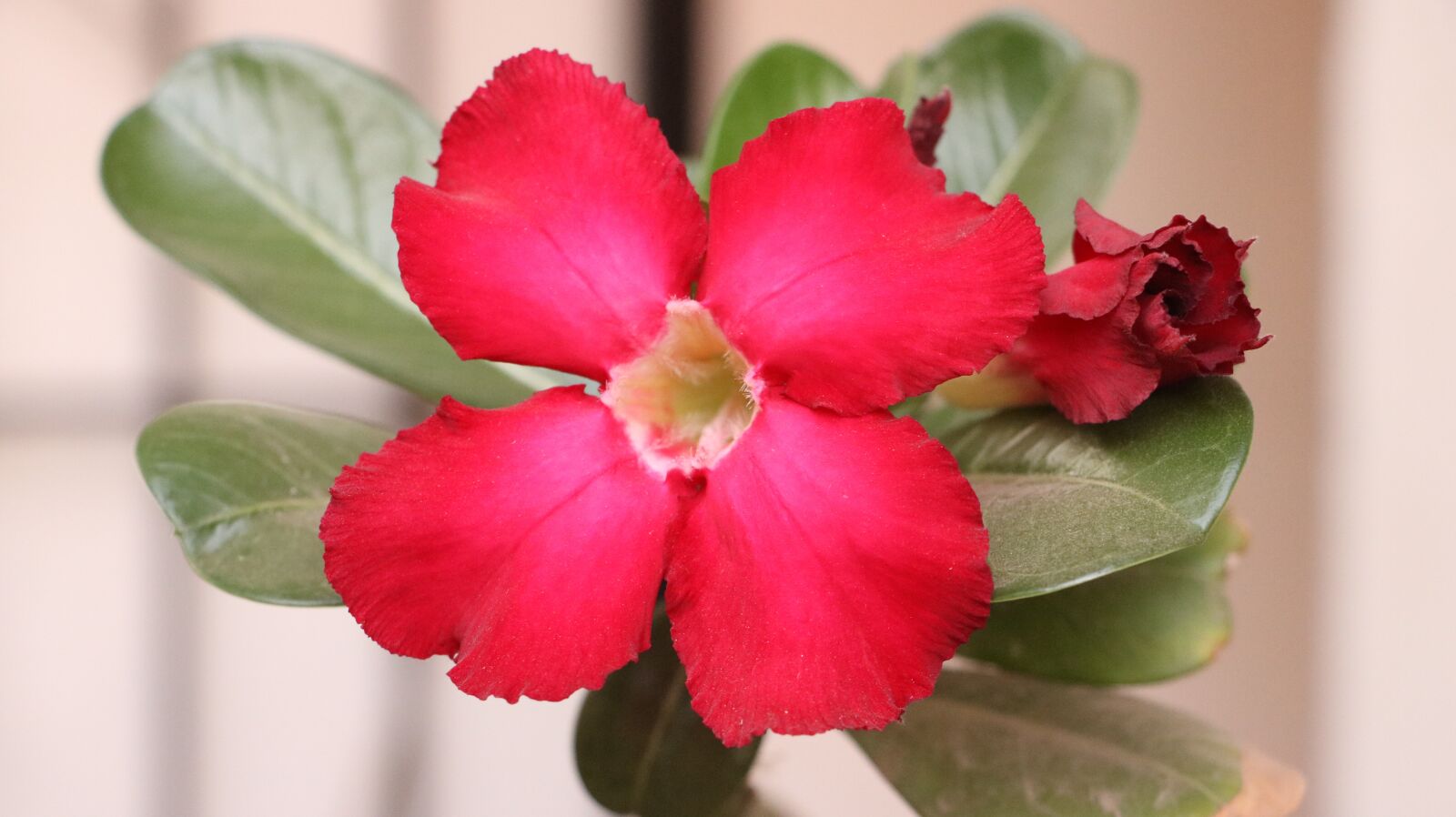 Canon EOS 750D (EOS Rebel T6i / EOS Kiss X8i) sample photo. Flowers, garden, plant photography