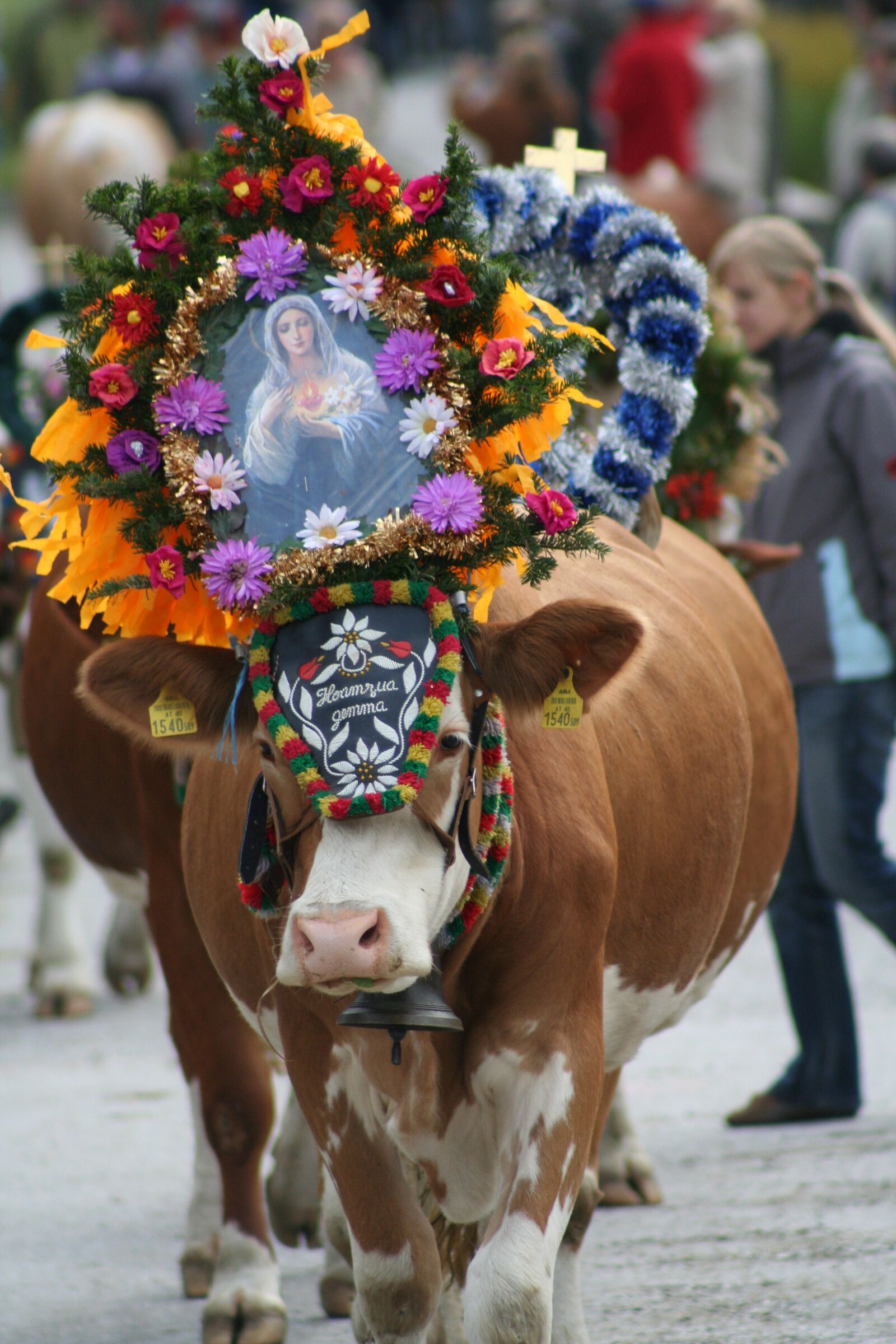 Canon EOS 350D (EOS Digital Rebel XT / EOS Kiss Digital N) sample photo. Cow, almabtrieb, tradition photography