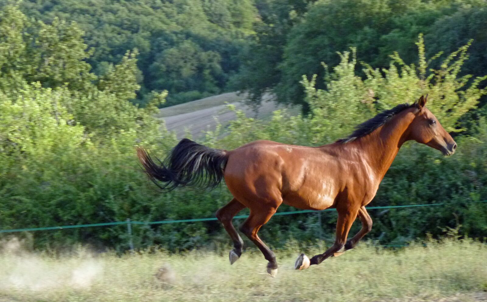 Panasonic Lumix DMC-FZ35 (Lumix DMC-FZ38) sample photo. Horse, pure arab blood photography