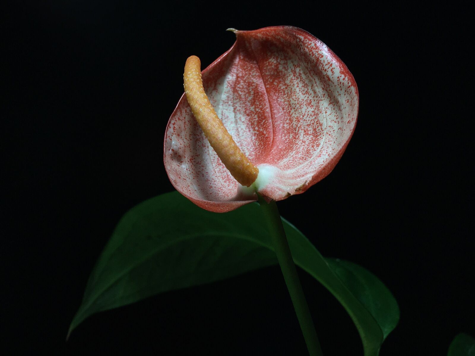 iPhone 6s Plus back camera 4.15mm f/2.2 sample photo. Anthurium, flower, exotic photography