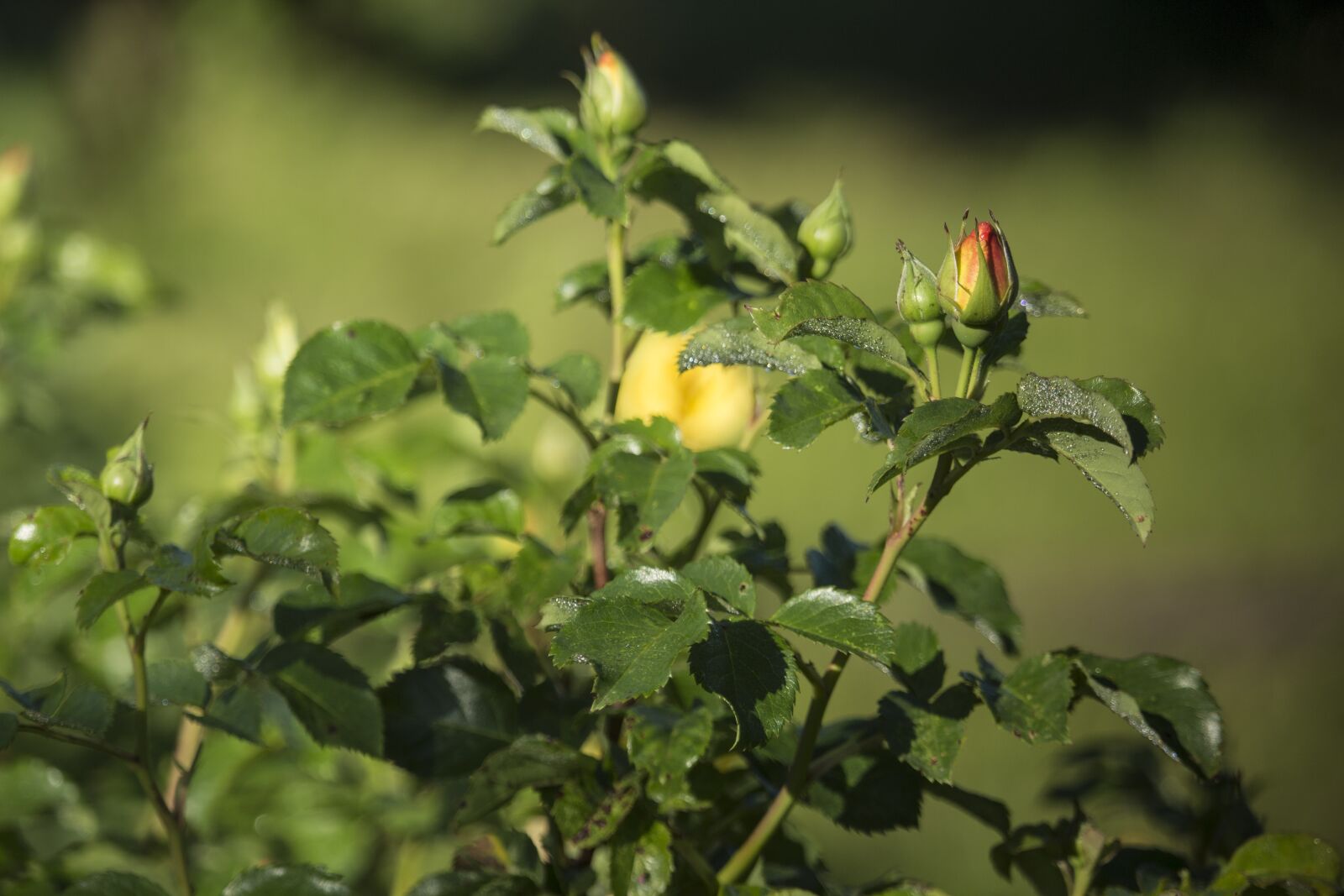 Canon EOS 700D (EOS Rebel T5i / EOS Kiss X7i) sample photo. Roses, flowers, plant photography