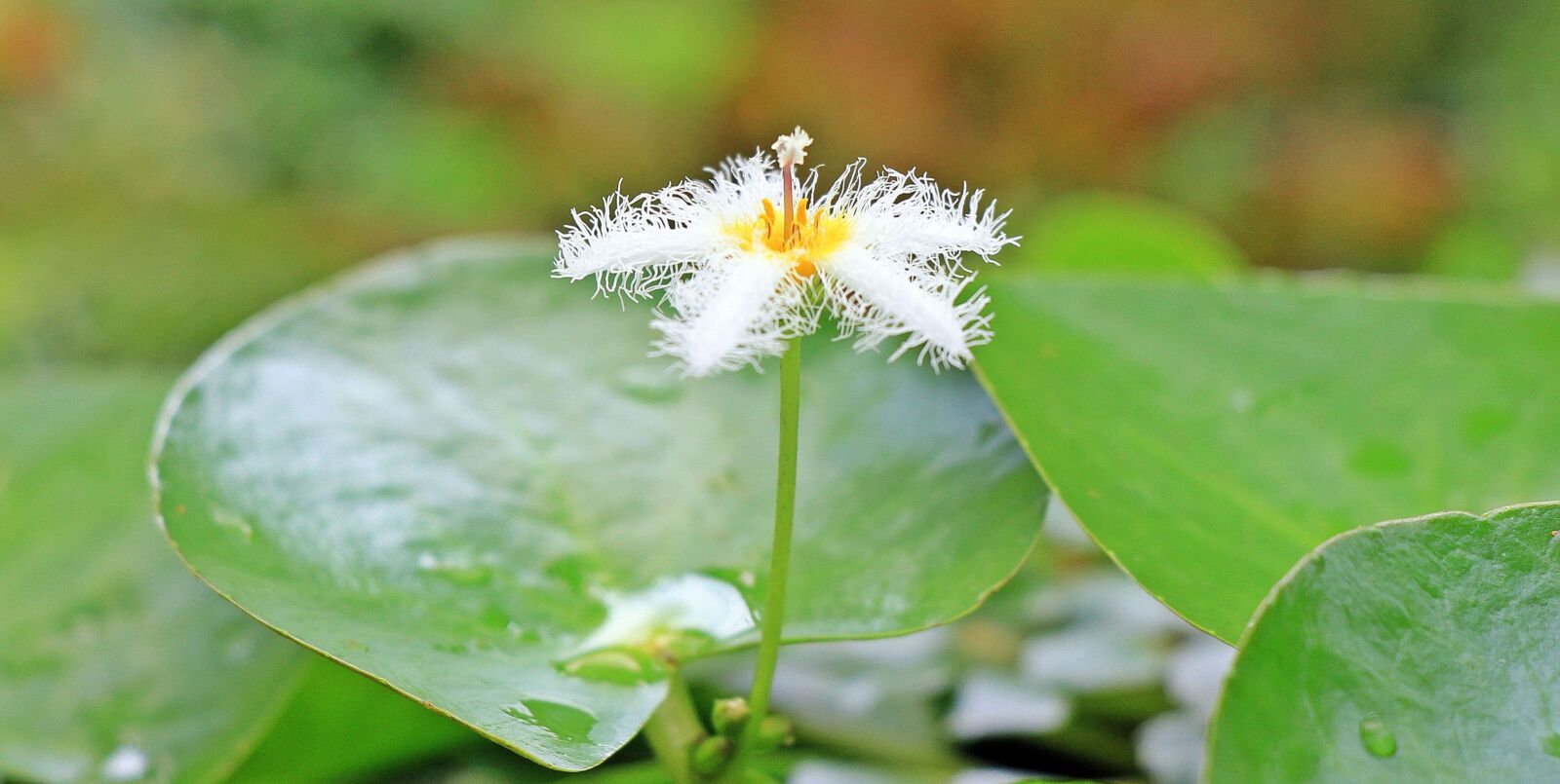 Canon EOS 550D (EOS Rebel T2i / EOS Kiss X4) sample photo. Nature, green leaf, pistil photography