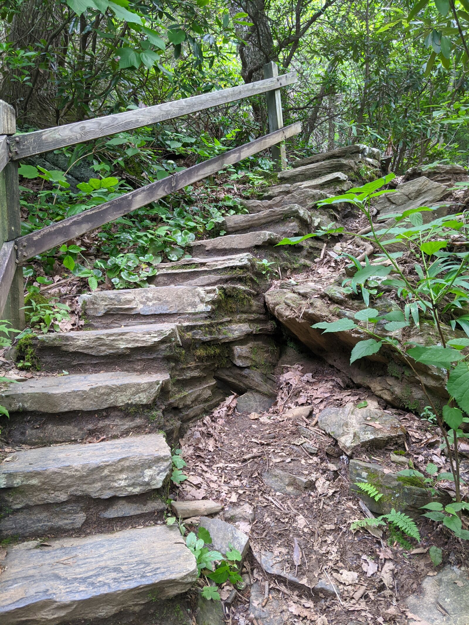 Google Pixel 3 XL sample photo. Stairs, woods, staircase photography