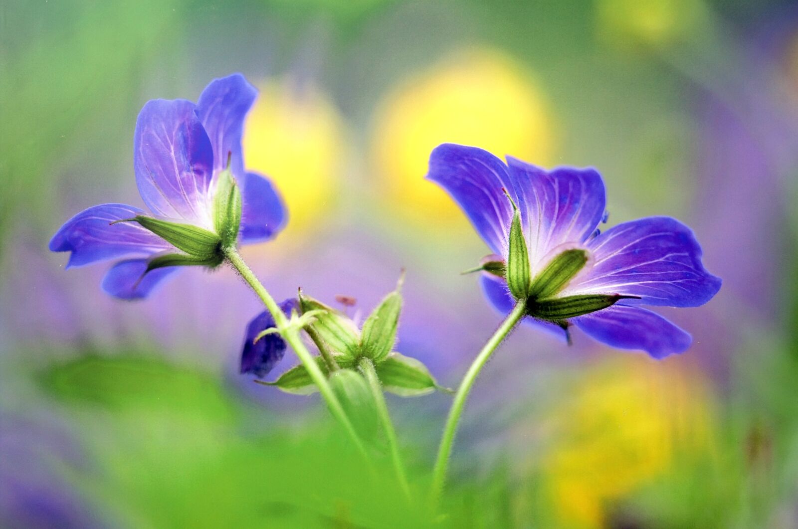 KONICA MINOLTA DYNAX 7D sample photo. Flower, flowers, summer photography
