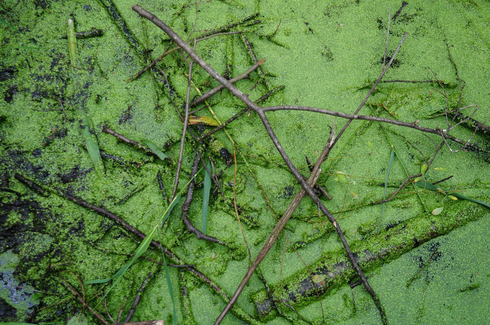 Sony SLT-A57 sample photo. Green, water, nature photography