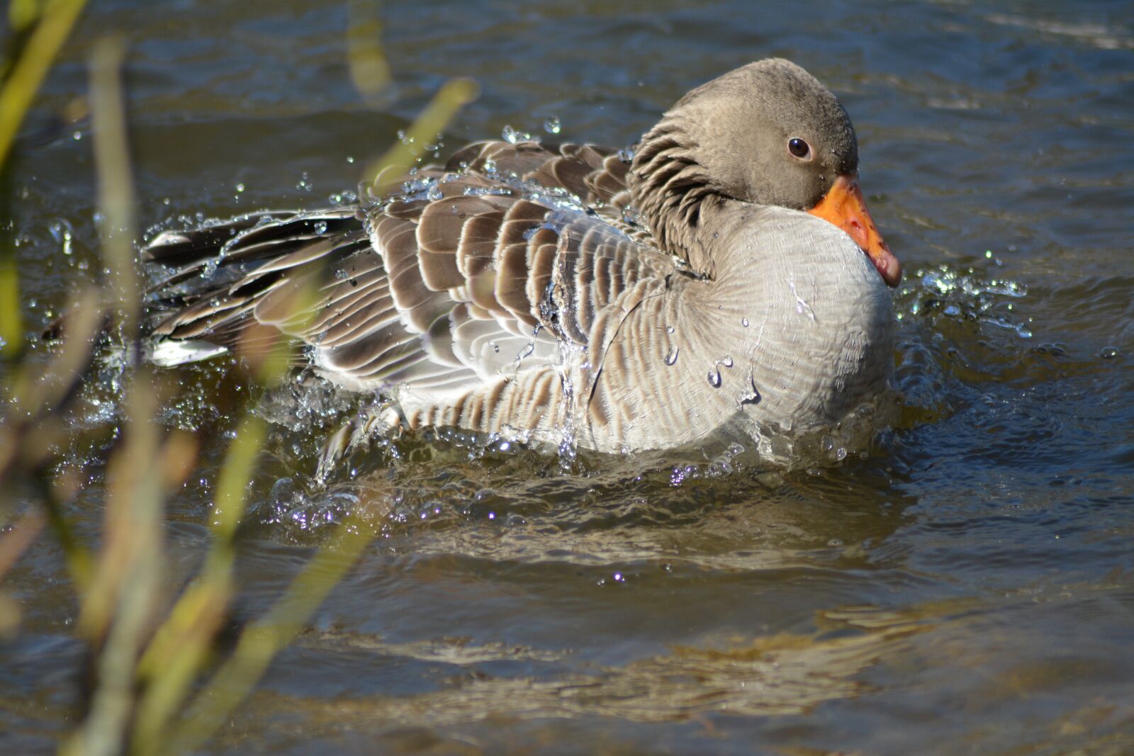 Nikon D5200 sample photo. Goose, feather, bad photography