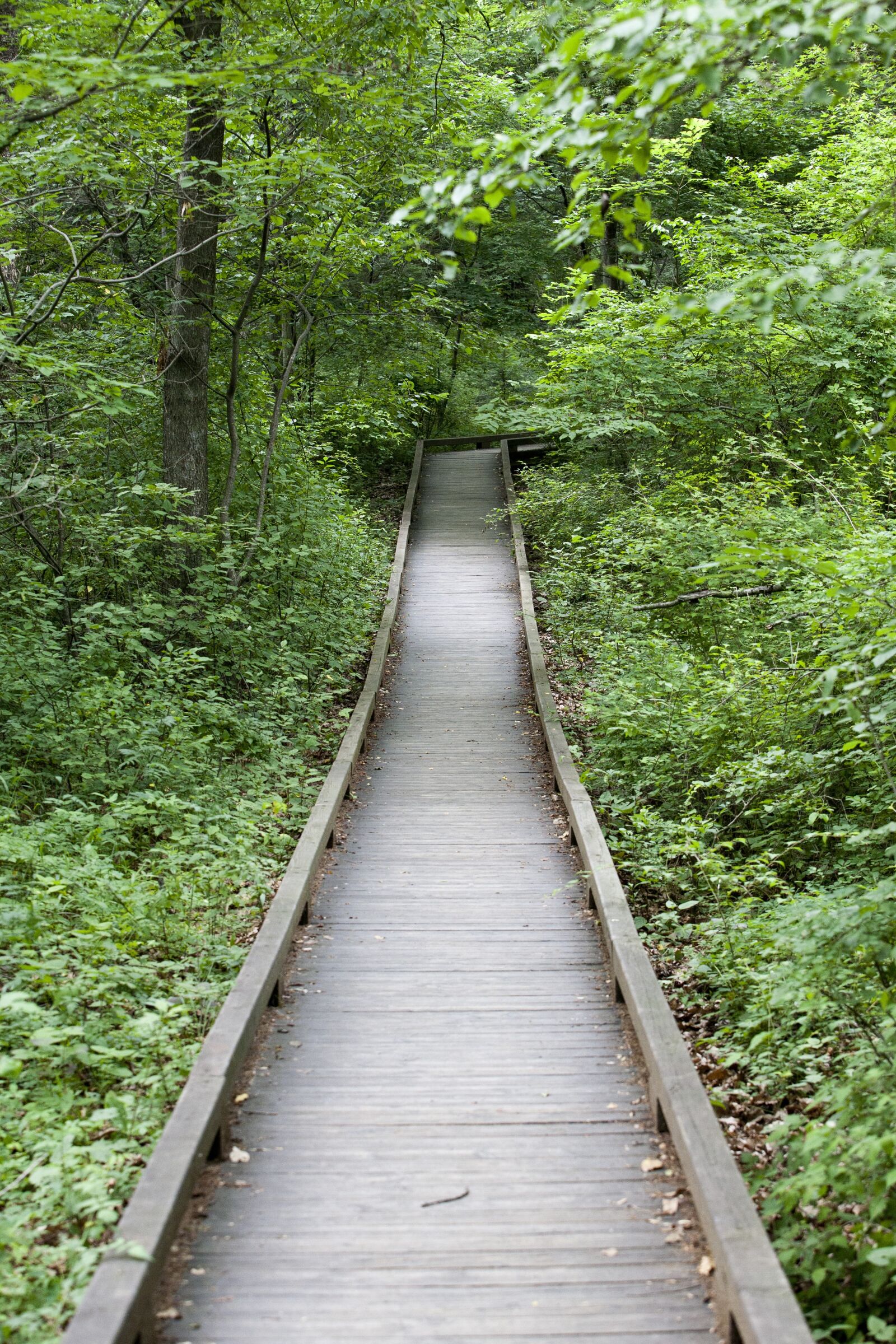 Canon EOS 5D sample photo. Forest, forest road, nature photography
