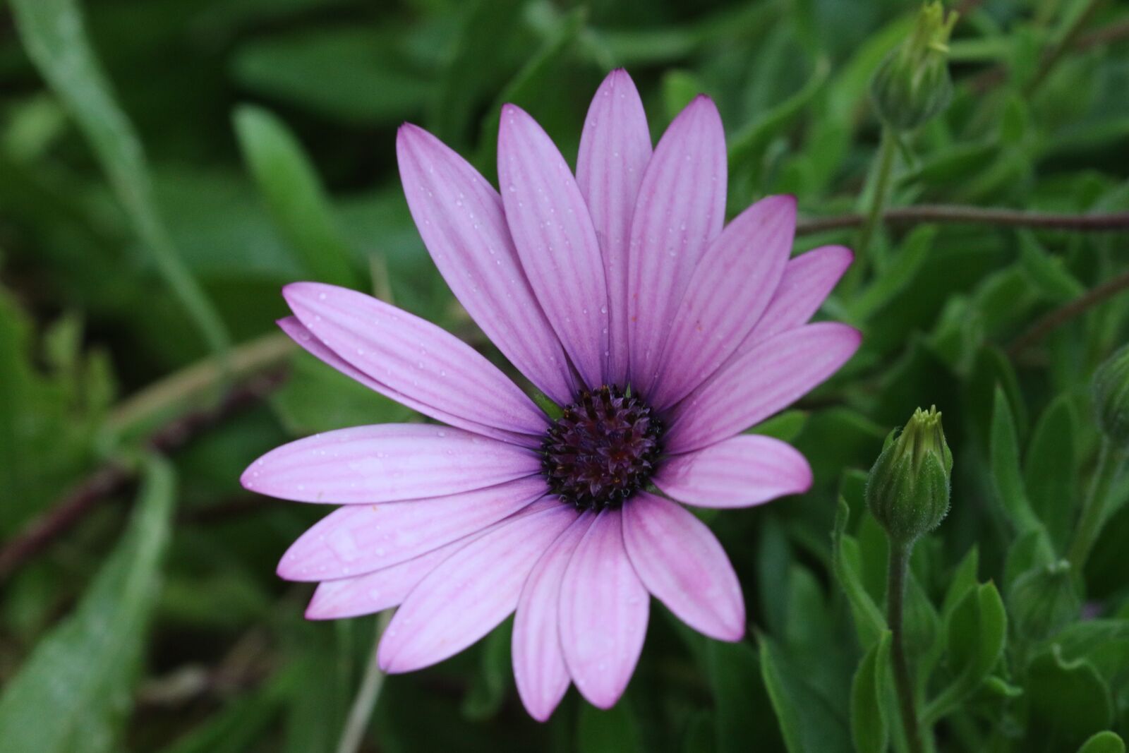 Canon EOS 70D + Canon EF 100mm F2.8 Macro USM sample photo. Pink, purple, flower photography