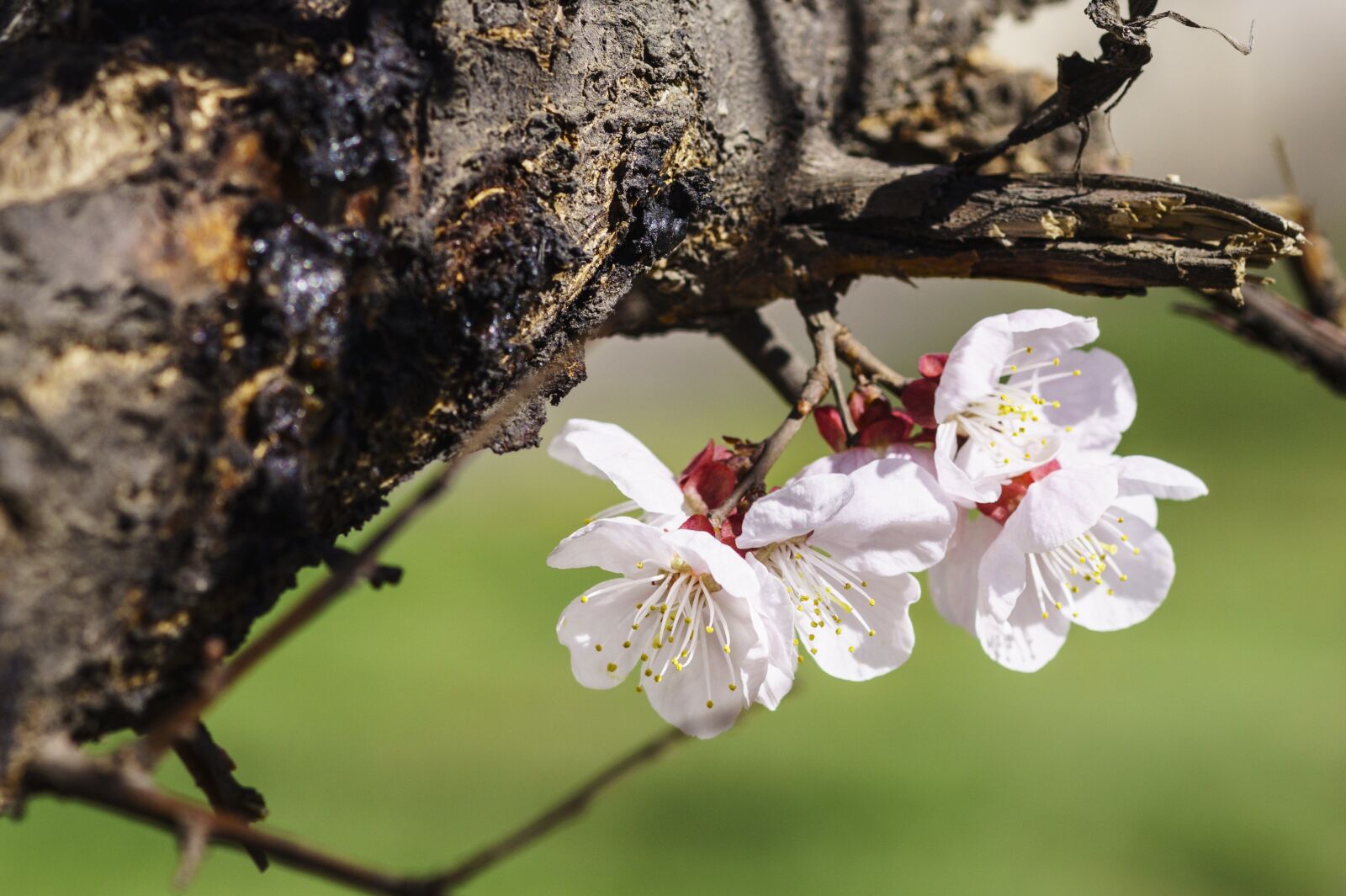 85mm F1.4 sample photo. Spring, flowers, apricot photography