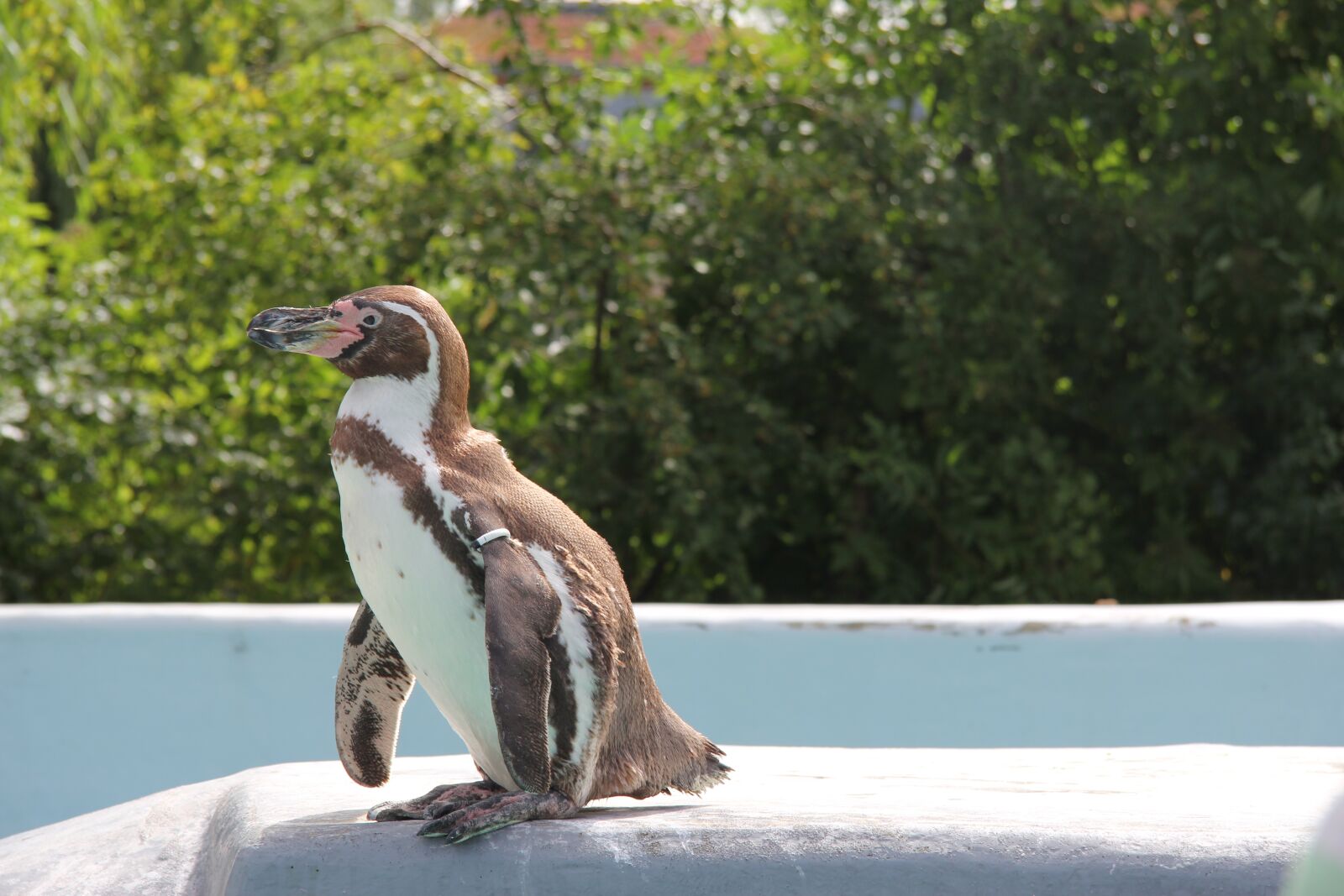 Canon EF-S 17-85mm F4-5.6 IS USM sample photo. Penguin, animal, animal world photography