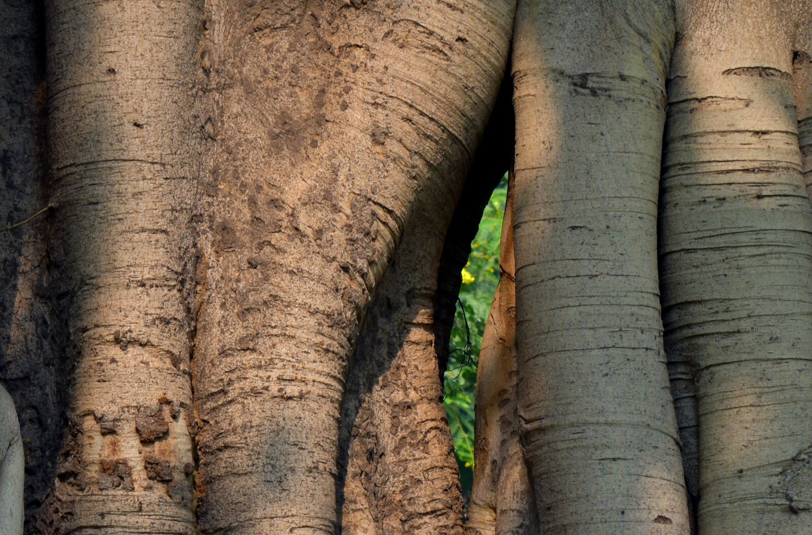 Nikon D5600 sample photo. Banyan tree, twin trunk photography