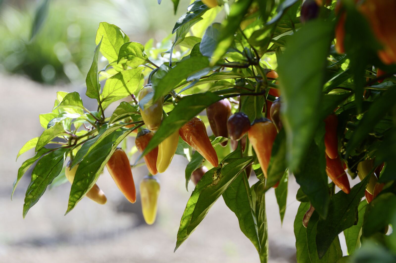 Nikon D3200 sample photo. Jalapeno, chili, plant photography