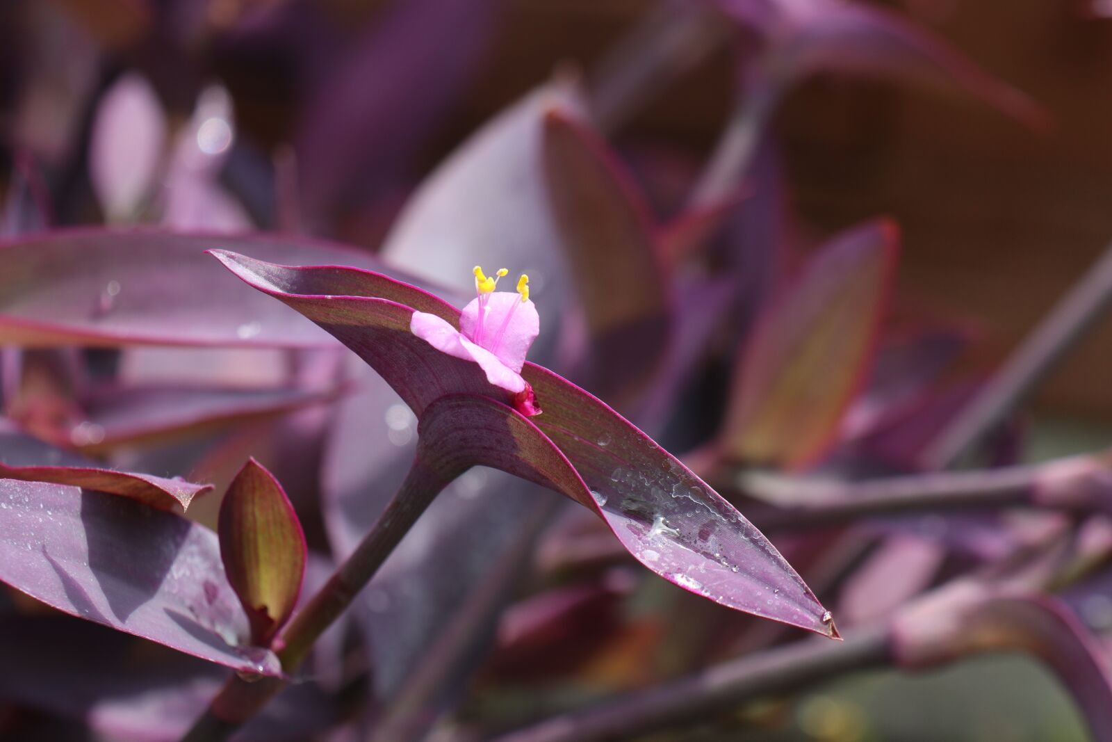 Canon EOS M6 sample photo. Summer, garden, flower photography