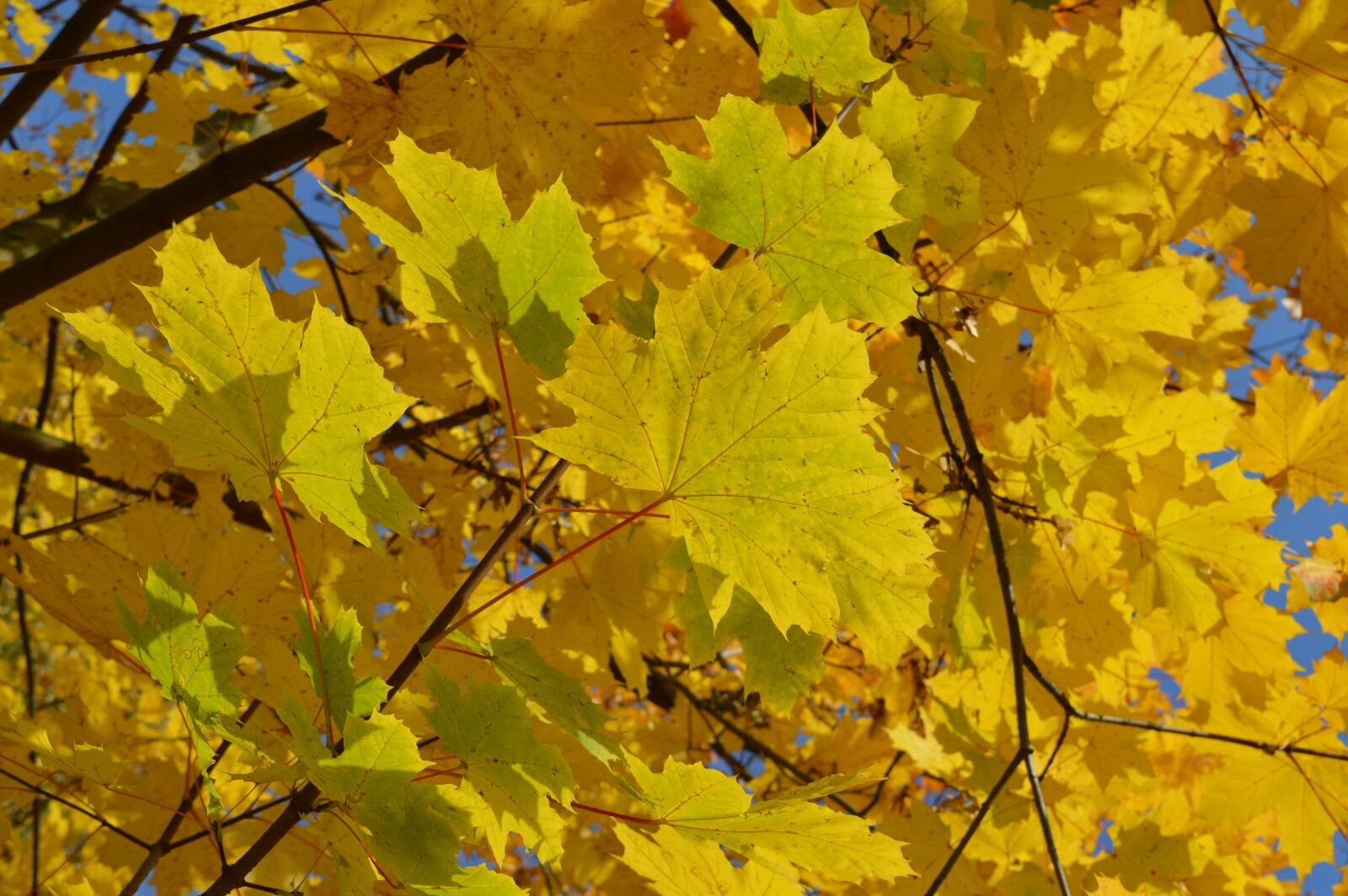 Nikon D3200 sample photo. Autumn, foliage, forest photography
