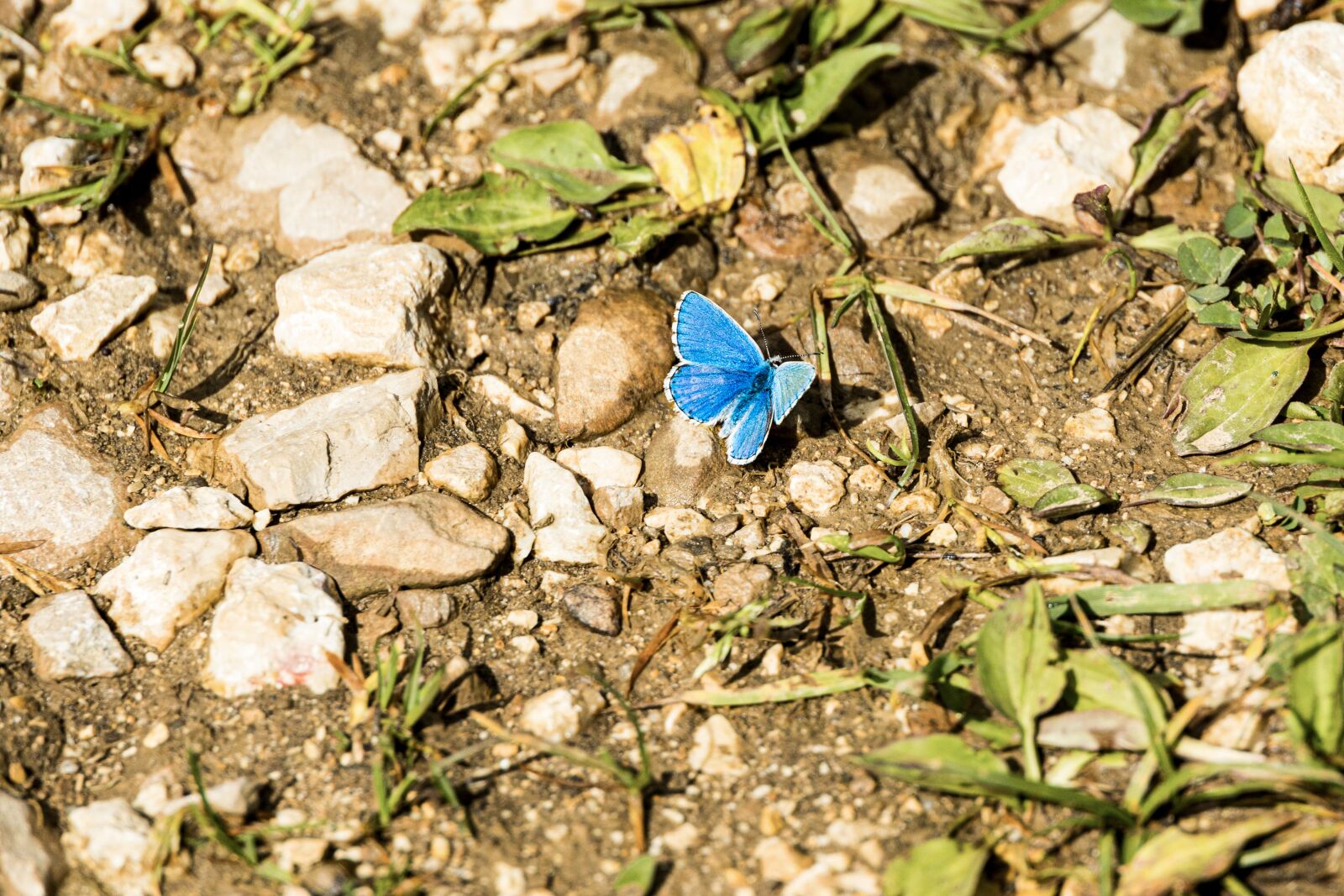 Canon EOS R sample photo. Butterfly, blue, insect photography