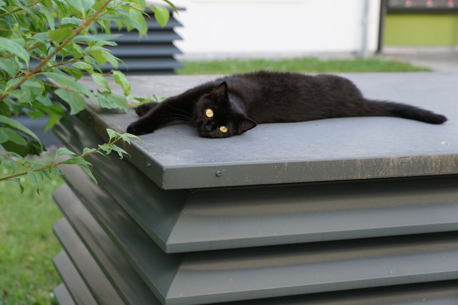 Sony DT 16-50mm F2.8 SSM sample photo. Cat, black, animal photography