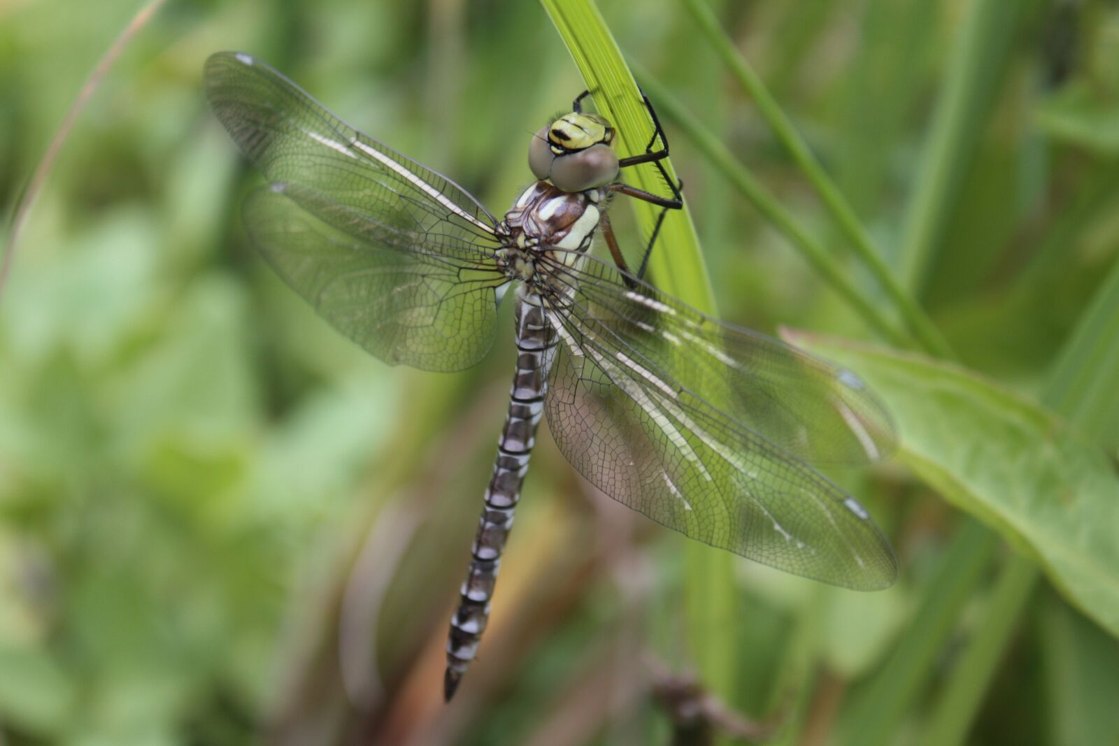 Canon EOS 450D (EOS Rebel XSi / EOS Kiss X2) sample photo. Blue-green mosaic bridesmaid, dragonfly photography