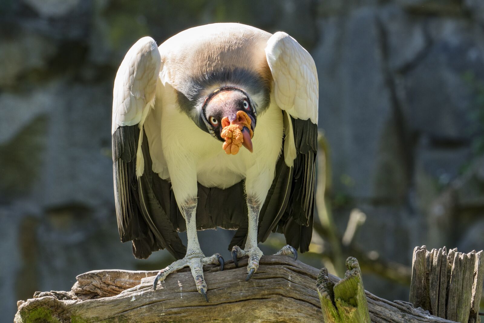 Sony a6500 sample photo. Vulture, bird, bird of photography