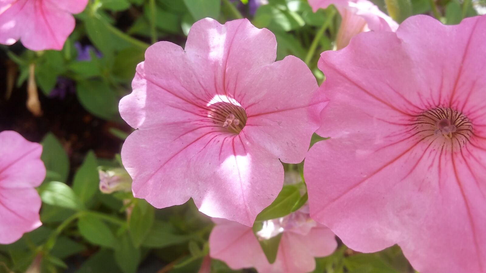 LG G STYLO sample photo. Pink flowers, blossom, simple photography