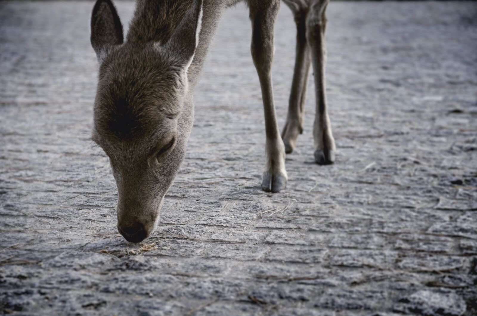Nikon D7000 sample photo. Deer, animal, creatures photography