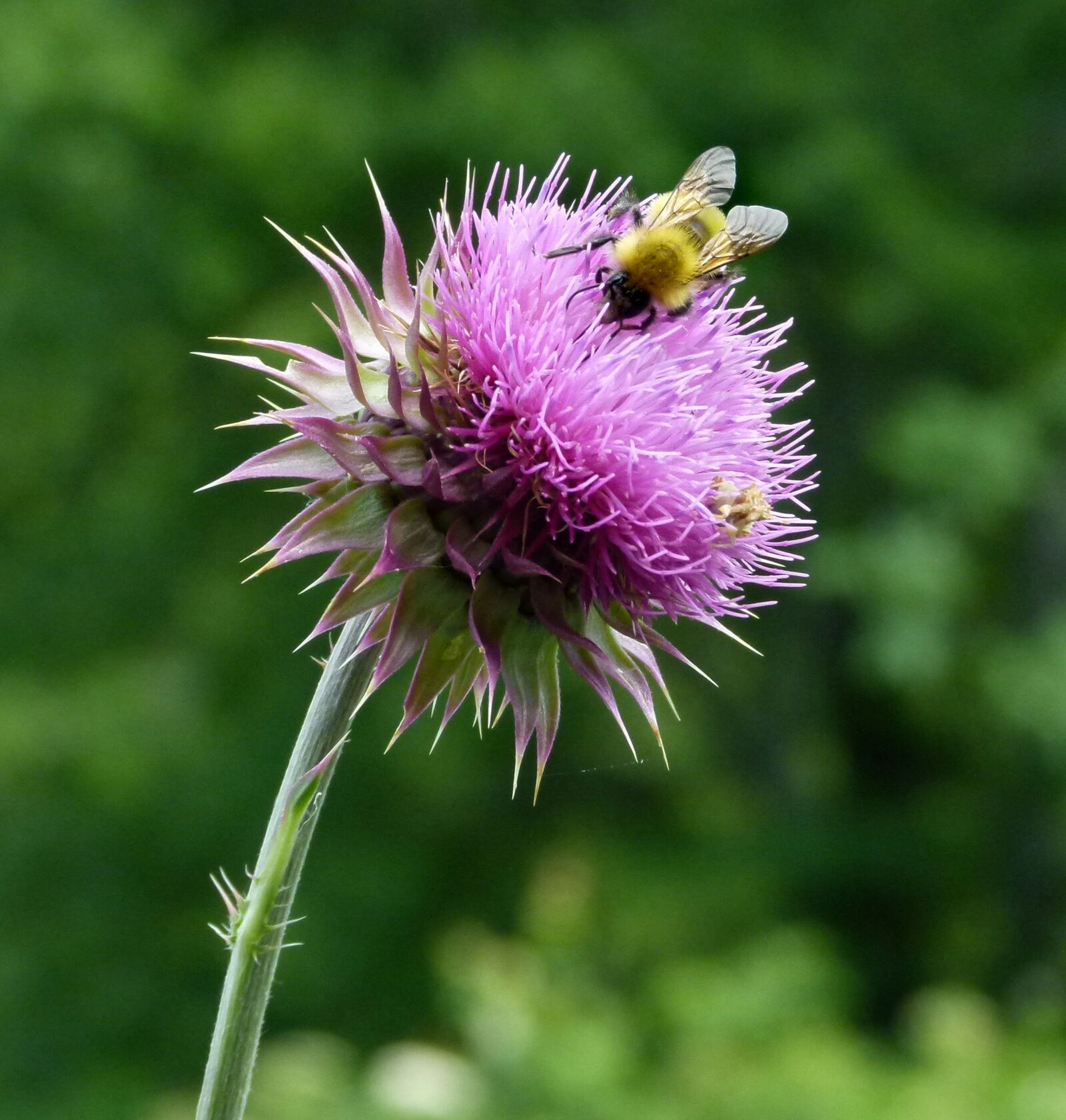 Panasonic Lumix DMC-FZ100 sample photo. Bumble-bee, bumble-bees, bee photography