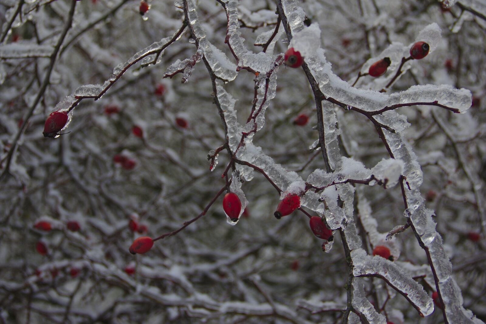Canon EF-S 18-135mm F3.5-5.6 IS sample photo. Rose hips covered with photography