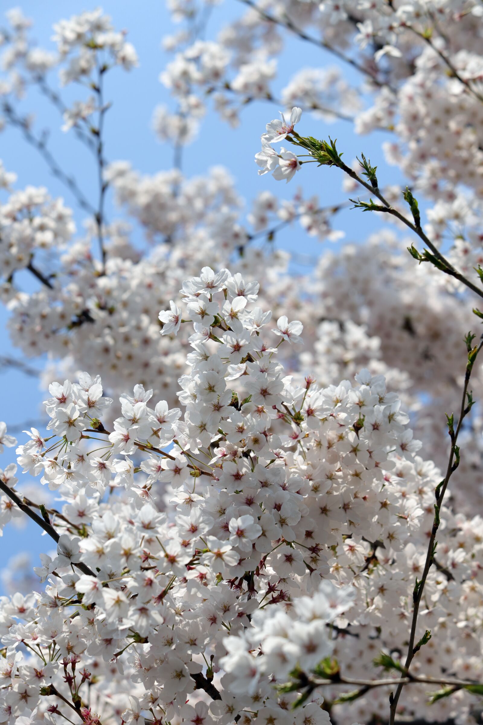 Canon EF 70-200mm F2.8L USM sample photo. Spring, cherry blossom, flowers photography