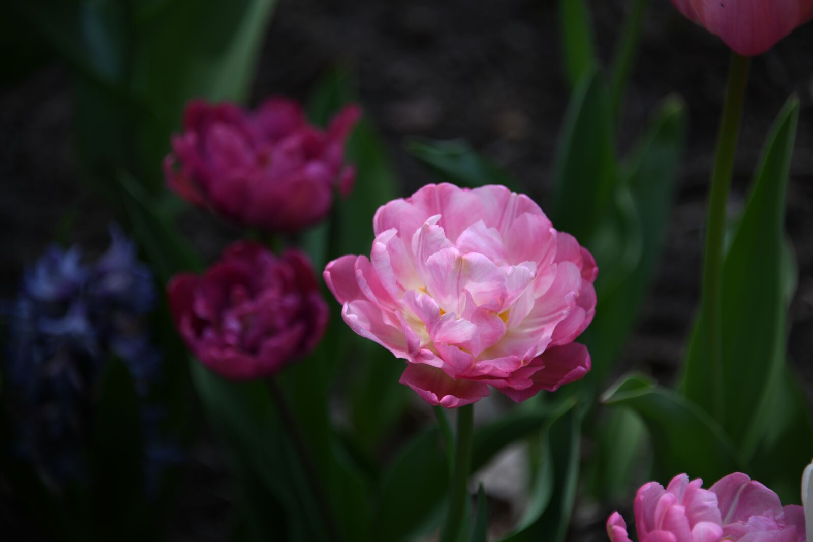 Nikon D850 sample photo. Flower, tulip, peony photography