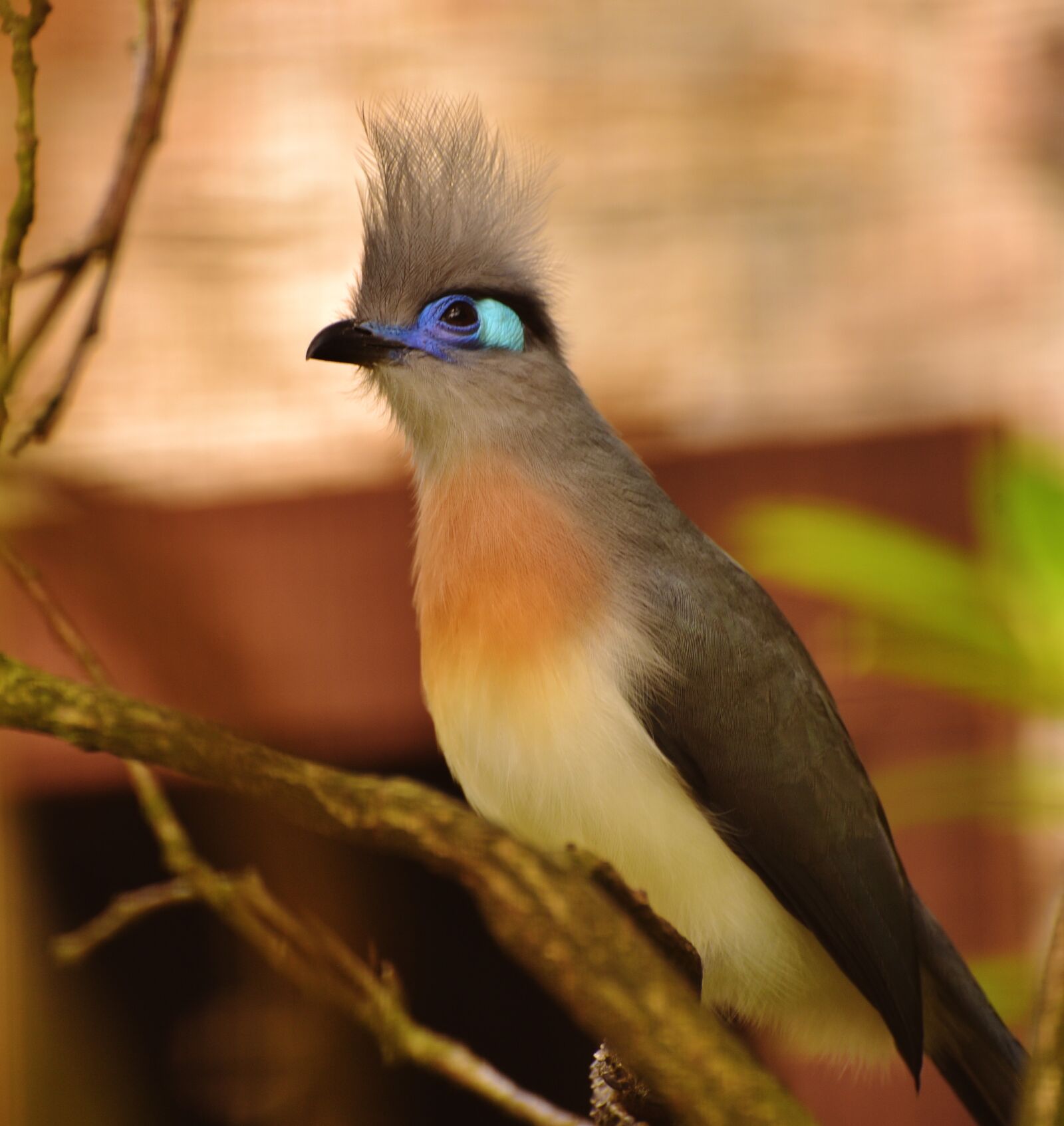 Nikon D750 sample photo. Bird, colorful, funny photography