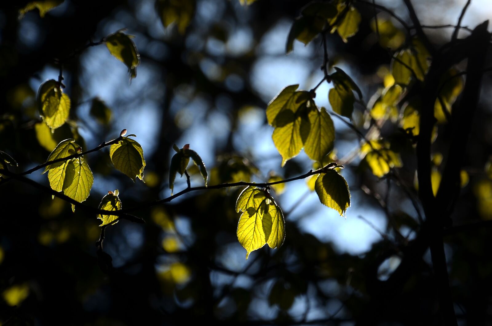 Nikon D5100 sample photo. Leaves, forest, nature photography