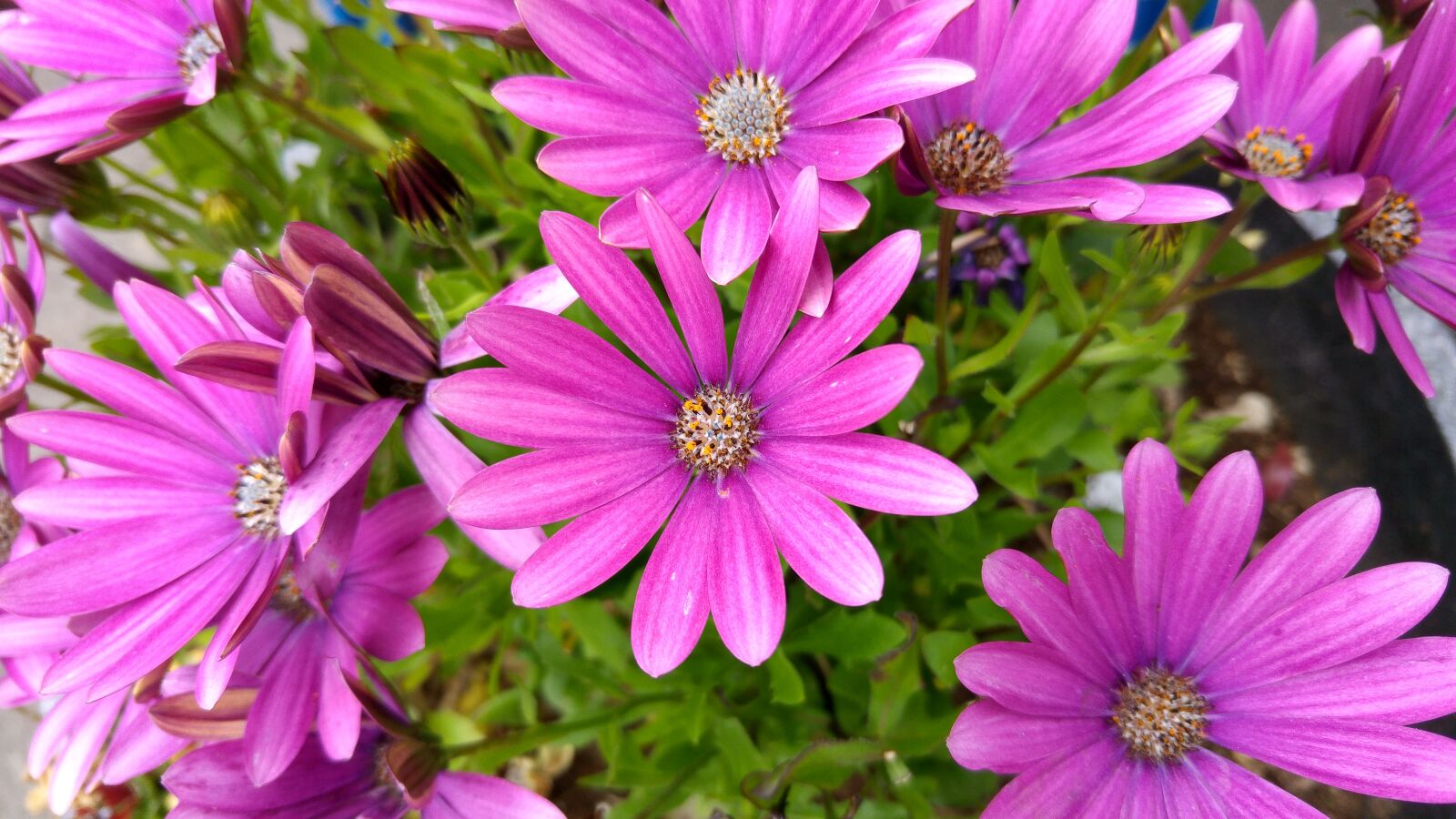 LG G4 sample photo. Flowers, nature photography