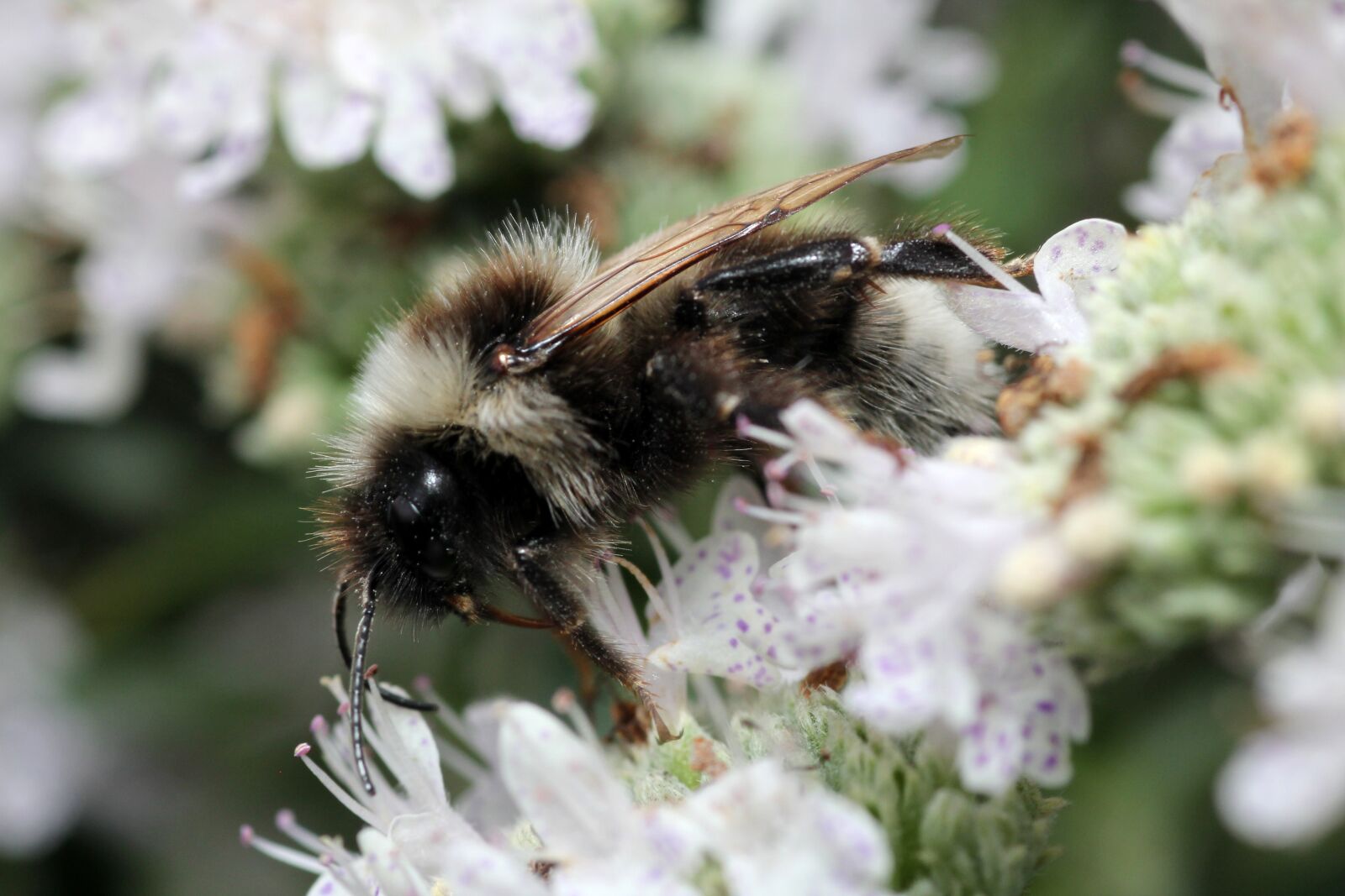 Canon EOS 60D sample photo. Bee, white, hairy photography