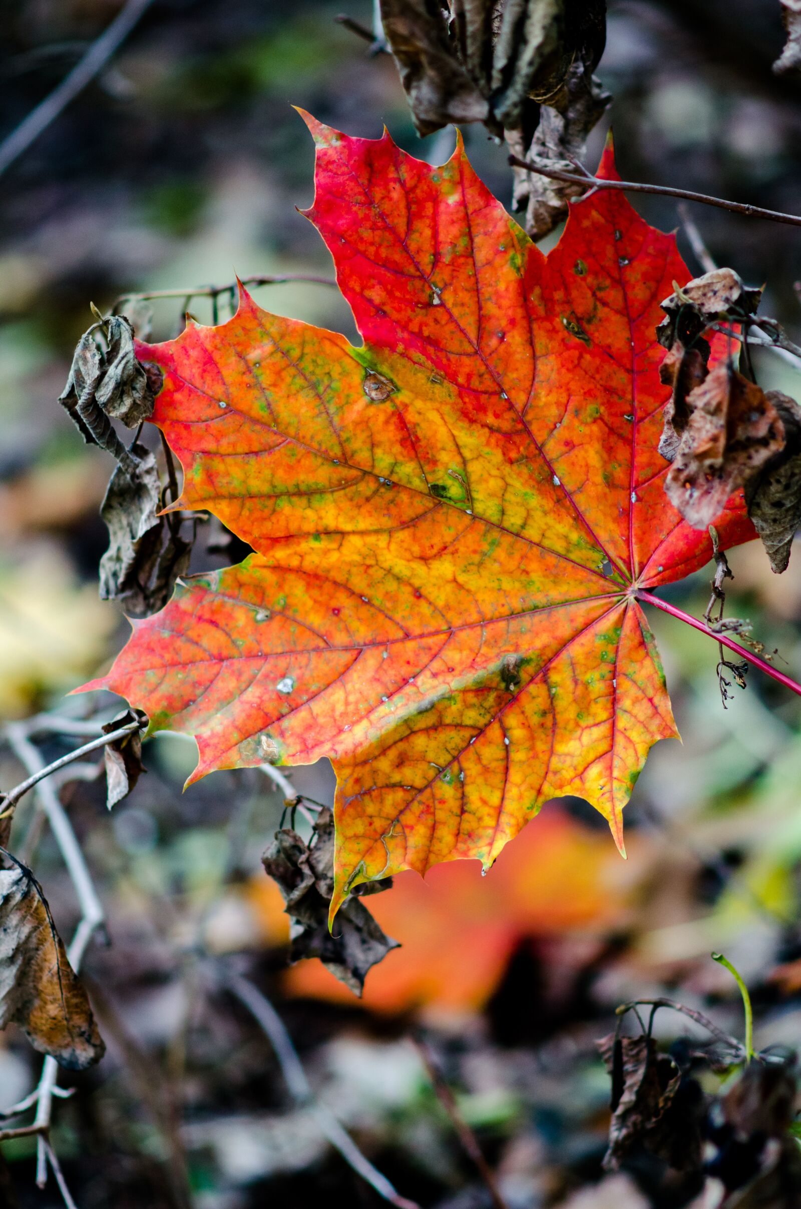Nikon D5100 sample photo. Autumn, tree, nature photography