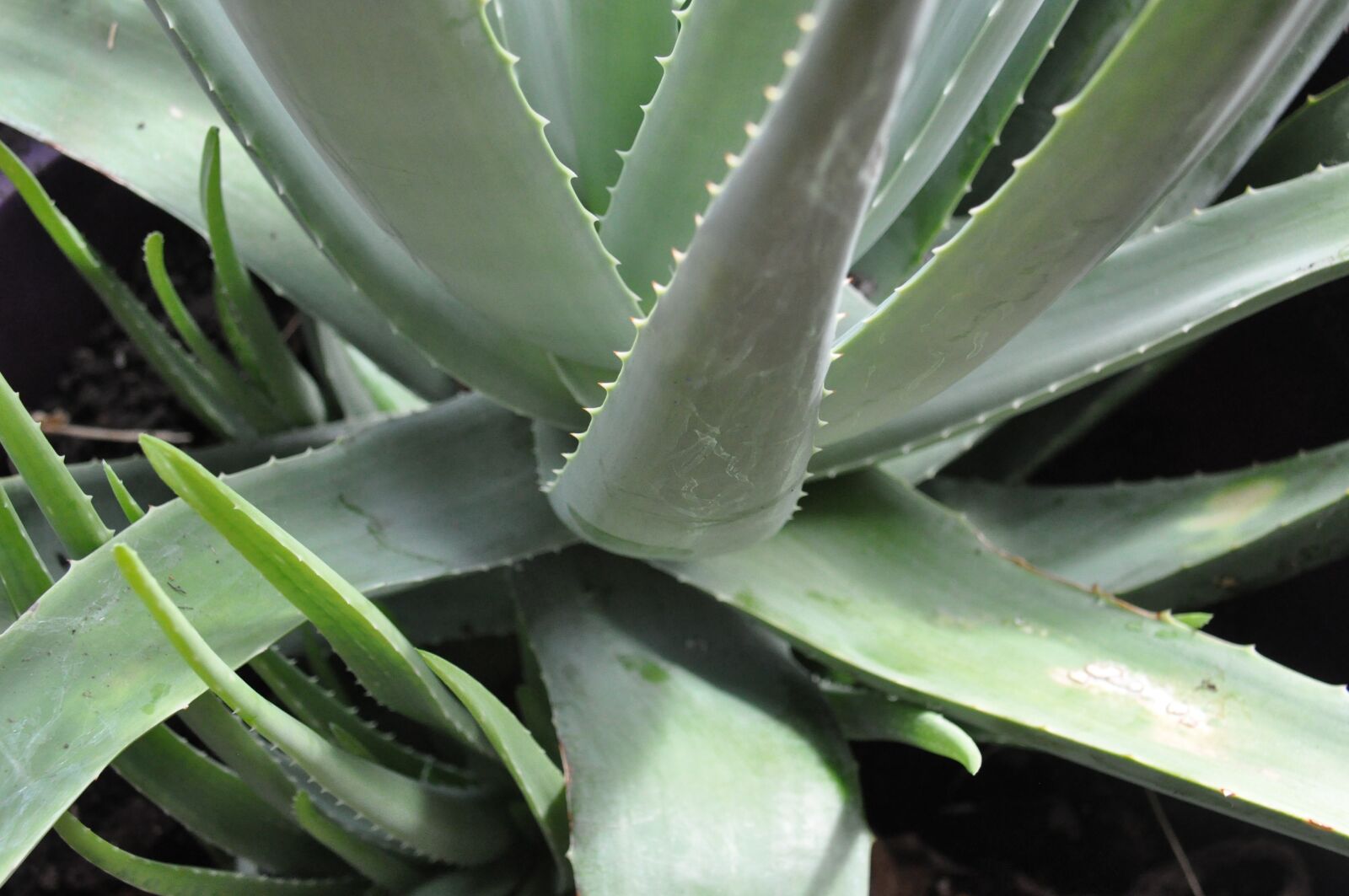 Nikon D90 sample photo. Aloe vera, plant, cuttings photography