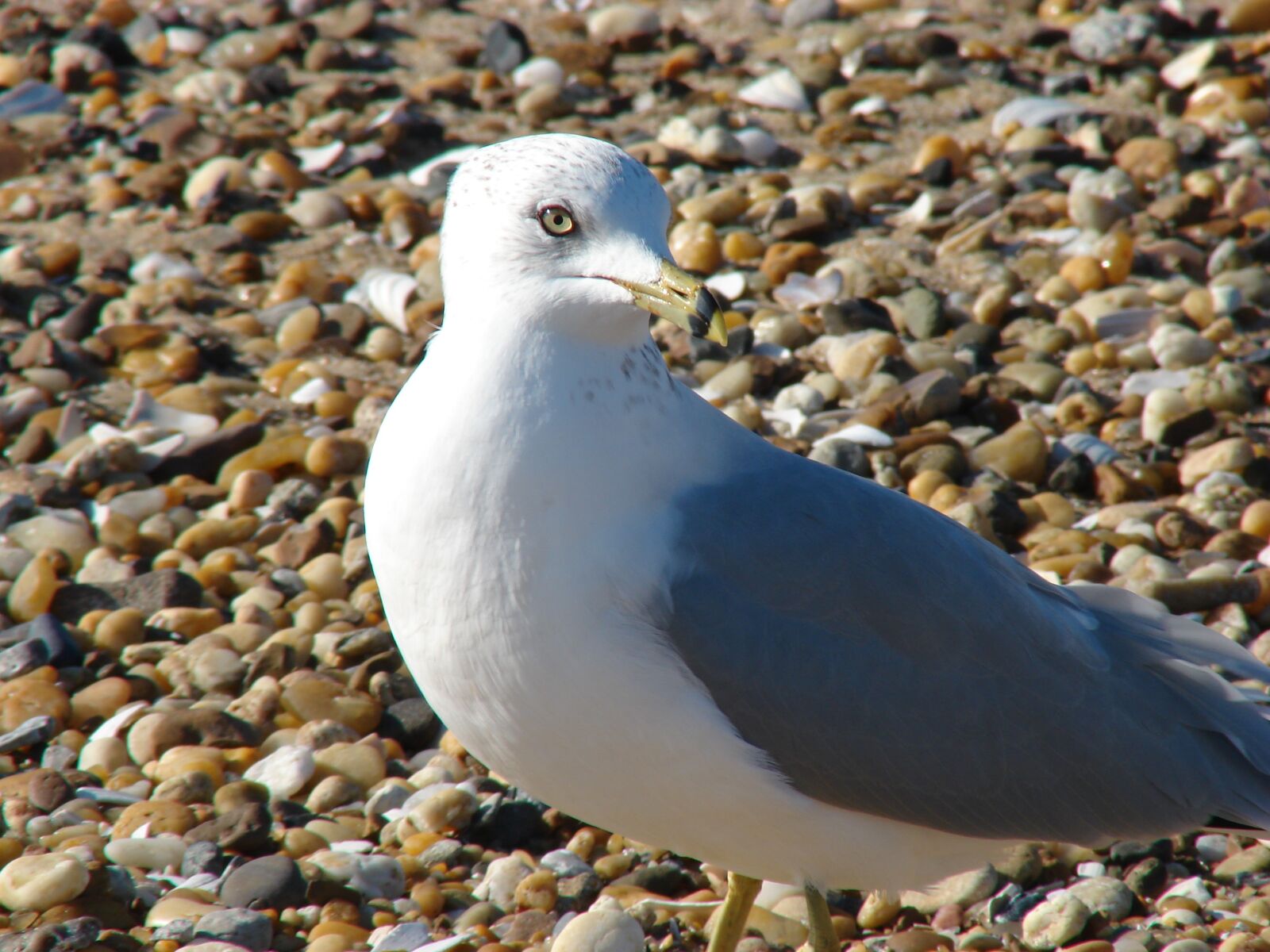 Sony DSC-H2 sample photo. Seagull, proud, pebbles photography