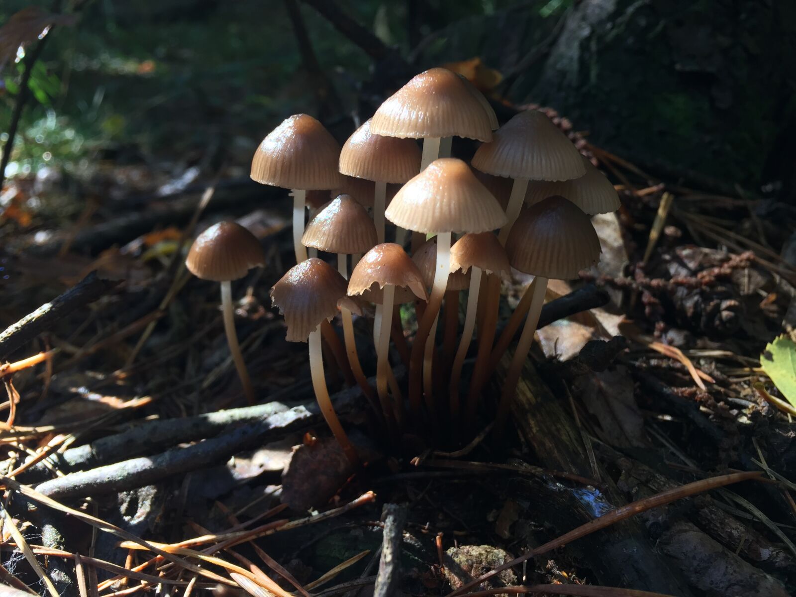 Apple iPhone 6 sample photo. Mushrooms, underwood, autumn photography