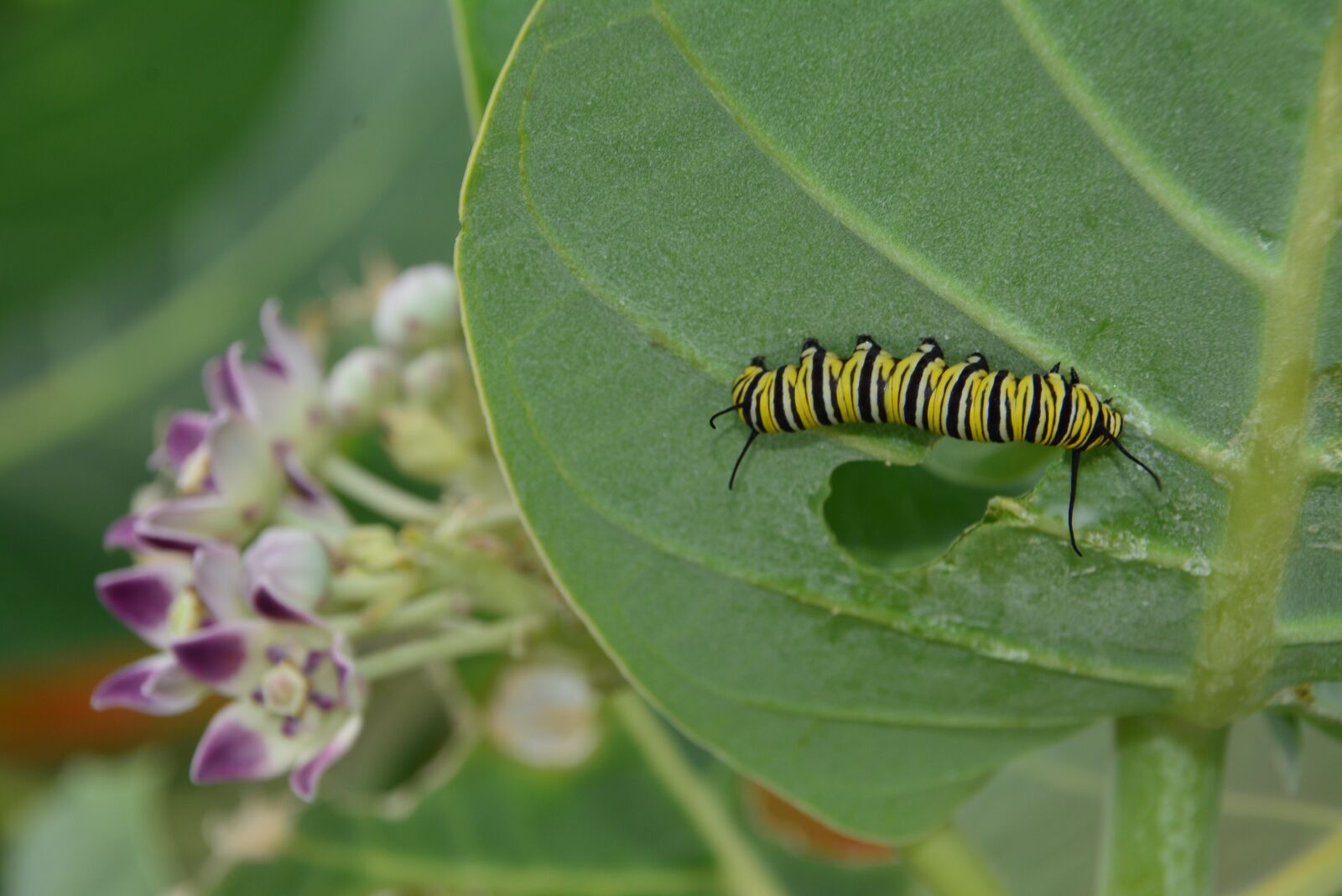 Nikon D7100 sample photo. Insect, leaf, bug photography