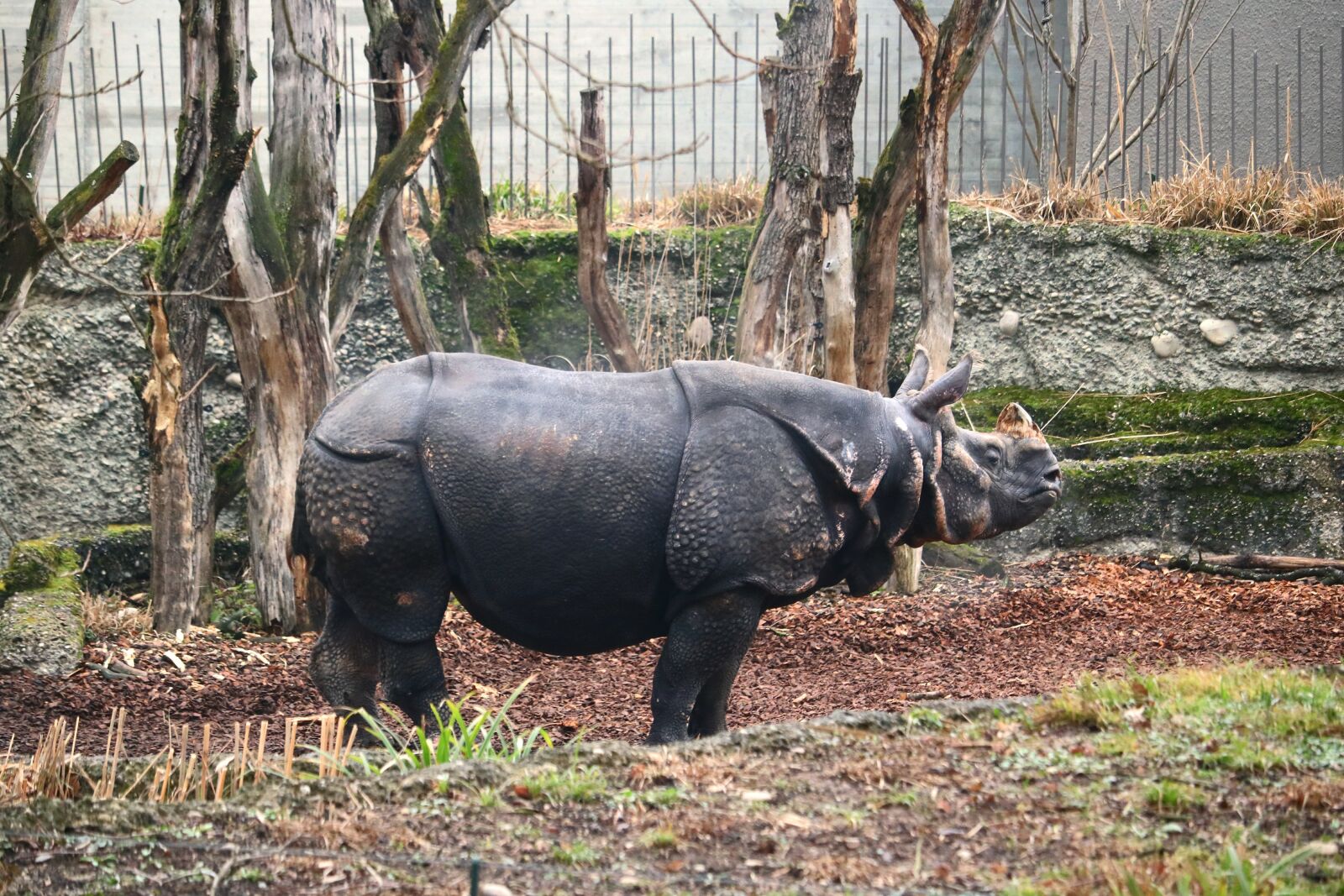 Canon EOS 750D (EOS Rebel T6i / EOS Kiss X8i) sample photo. Rhino, male, horn photography