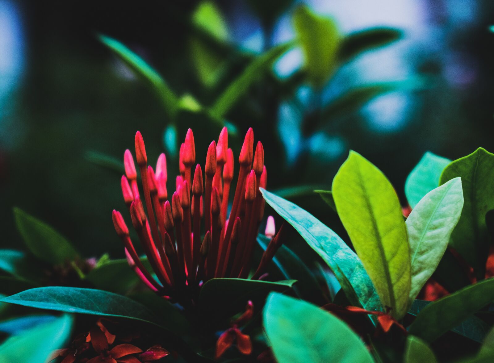 Nikon D5300 sample photo. Flowers, may flowers, leaves photography