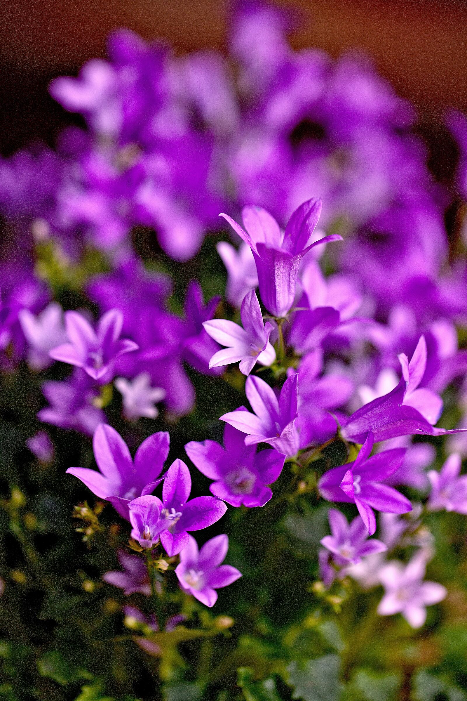 Canon EOS 5D Mark II sample photo. Flowers, small flowers, violet photography