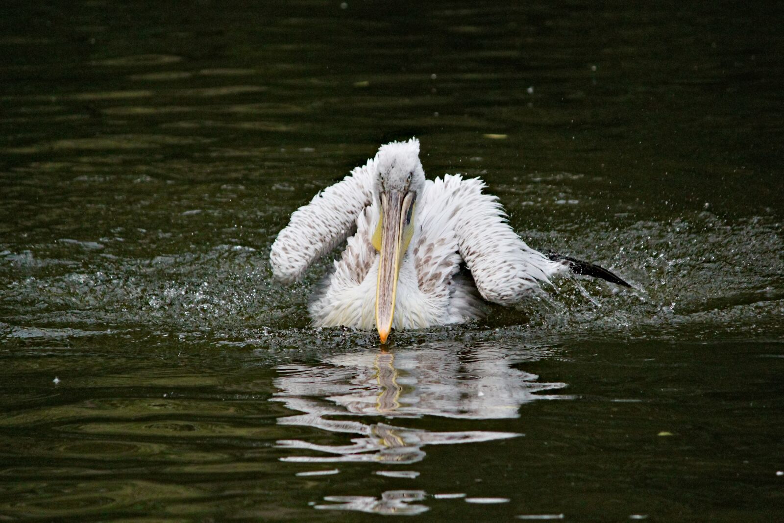 Canon EOS 550D (EOS Rebel T2i / EOS Kiss X4) sample photo. Pelican, bird, water photography