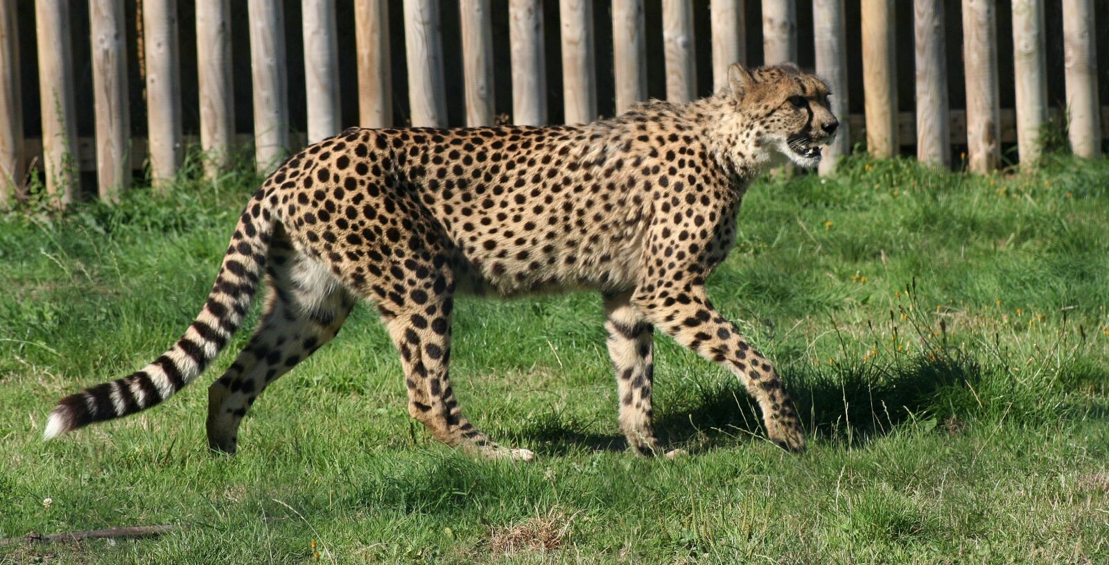 Canon EOS 350D (EOS Digital Rebel XT / EOS Kiss Digital N) sample photo. Cheetah, walking, big cat photography