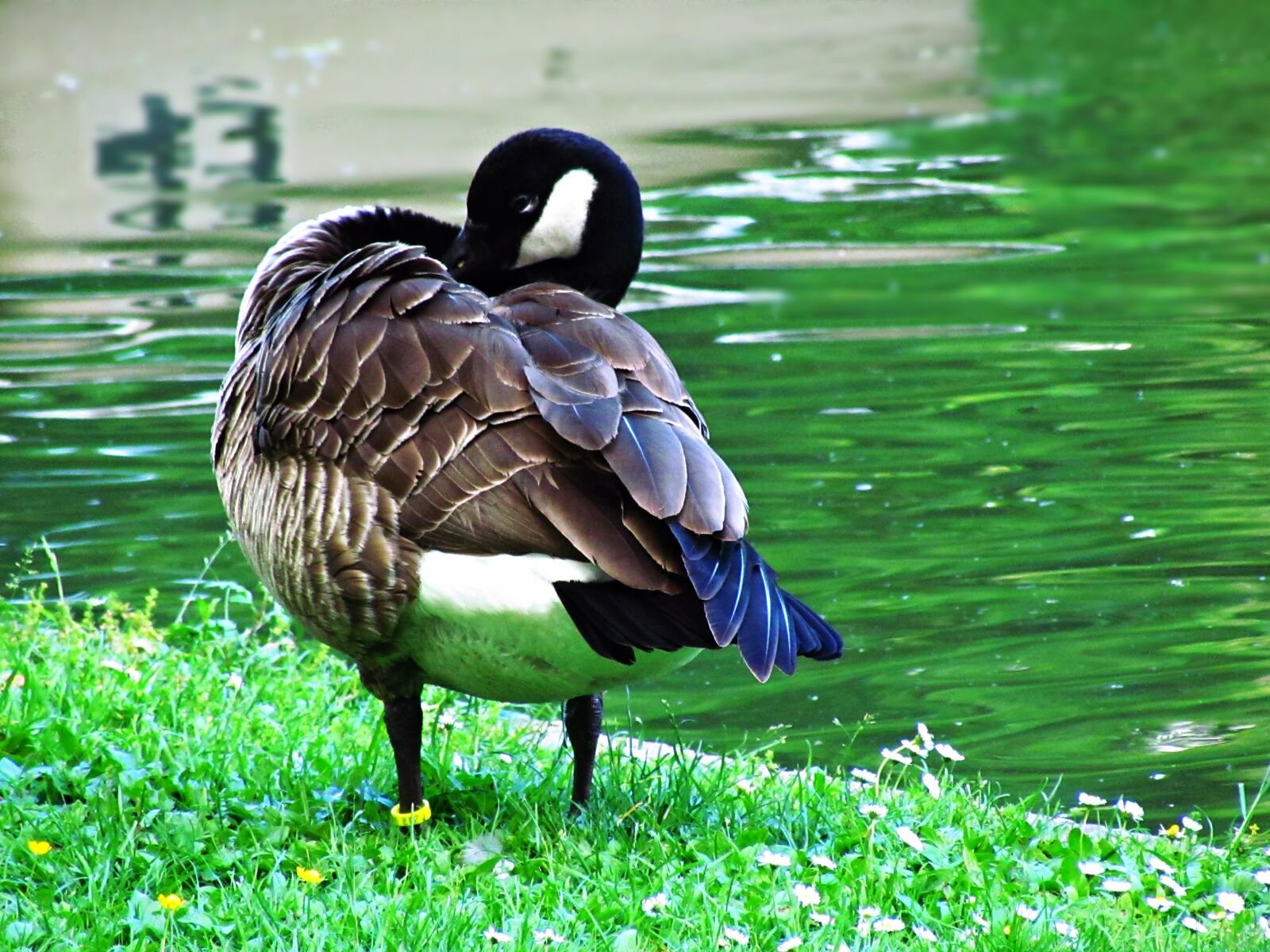 Canon PowerShot SX30 IS sample photo. Duck, water, pond photography