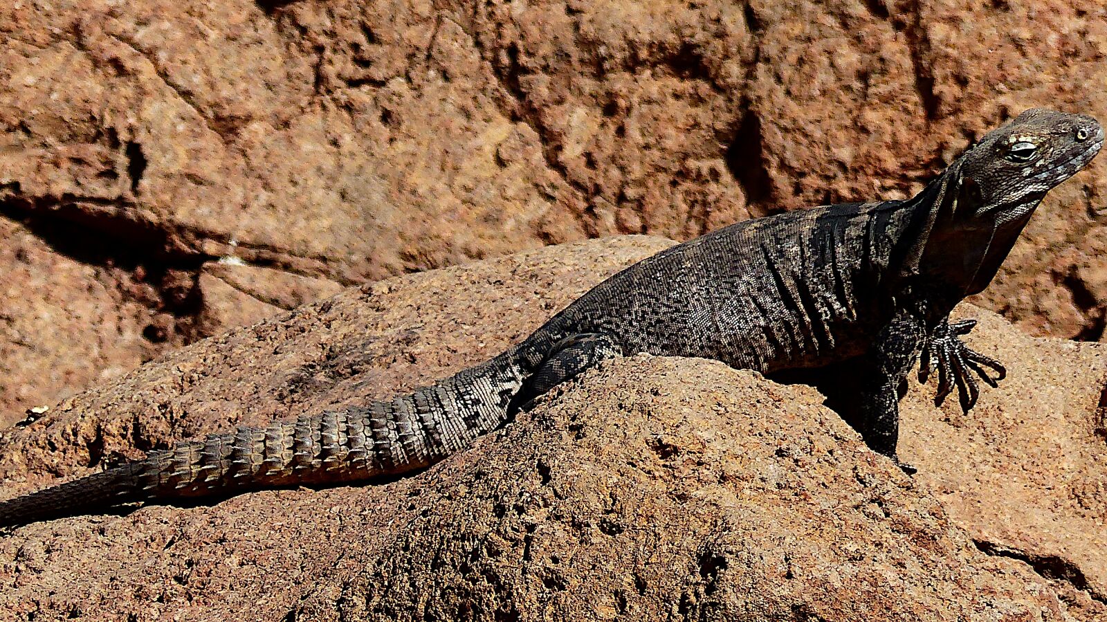 Panasonic Lumix DMC-FZ200 sample photo. Animal, lizard, giant photography