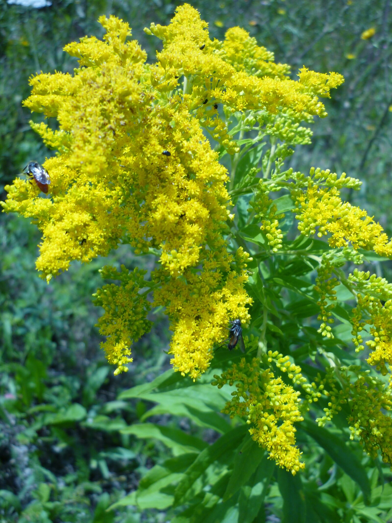 Panasonic Lumix DMC-FS6 sample photo. Golden rod, yellow, flower-tendrils photography